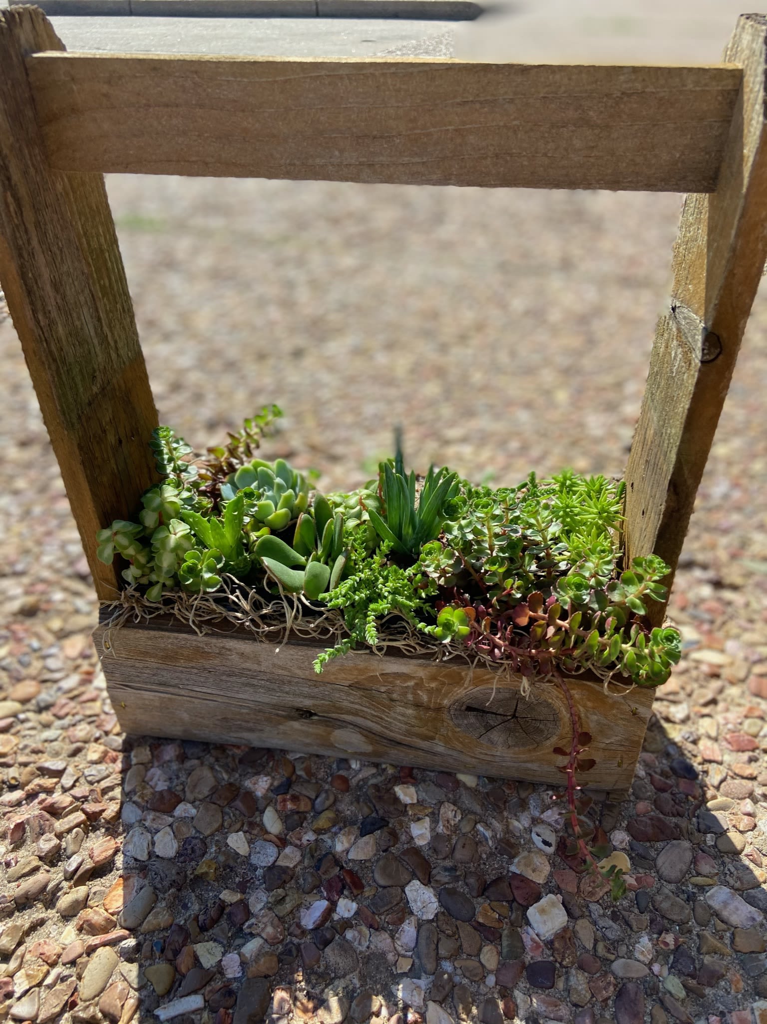 Succulent Toolbox - Toolbox full of a variety of succulents.   *Types of succulents may vary