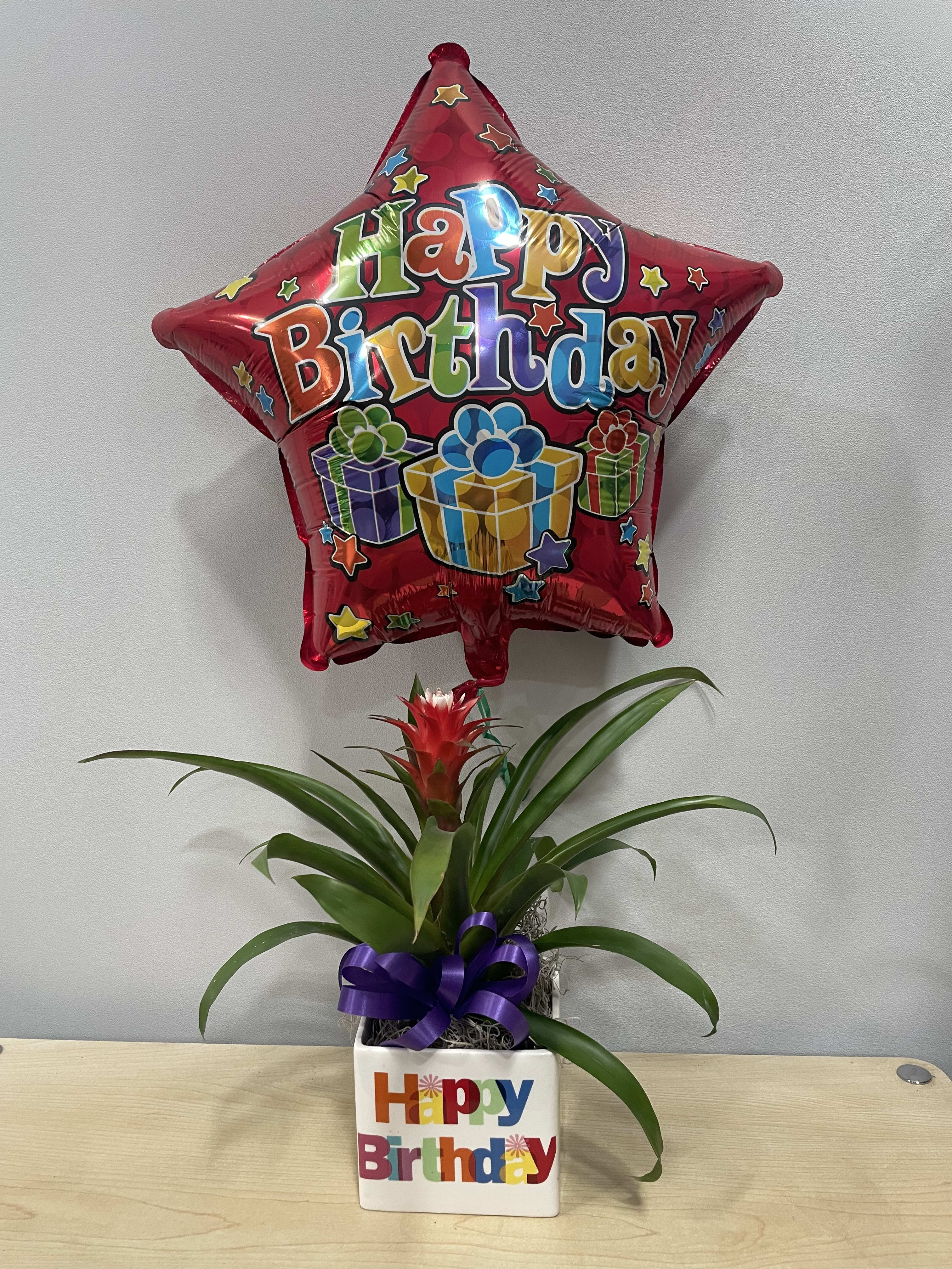 Red Birthday Bromeliad - As shown 