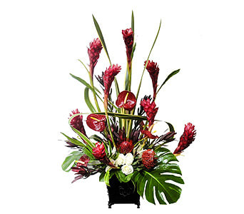 Tropical Paradise By Newport Florist - NF186 - Reversal of the red ginger gives a dramatic look for any occasion. Red antheriums, orange pin cushions, flax and monster leaves, ivory roses  Approx. 48&quot; H x 30&quot; W  As Shown : NF186