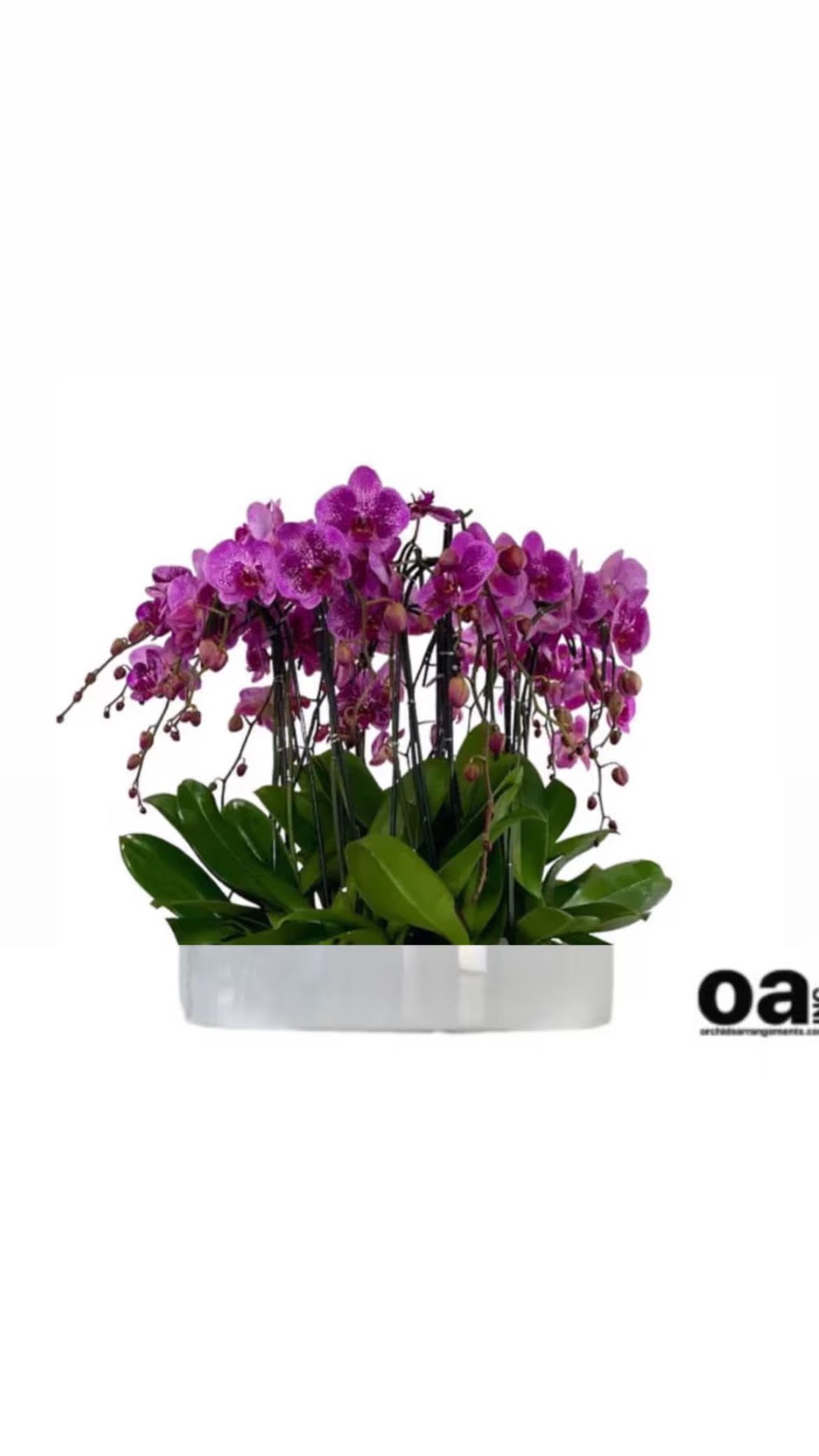 Inspiring Orchids Arrangements Miami Inspiring Orchids Arrangements Miami - A high quality Eleven purple orchid arrangement with a vase 19.5" D X 4" T. An orchids arrangement deliver for any occasion design with fresh natural real beautiful Phalaenopsis cascade orchids plants minimalist decor.