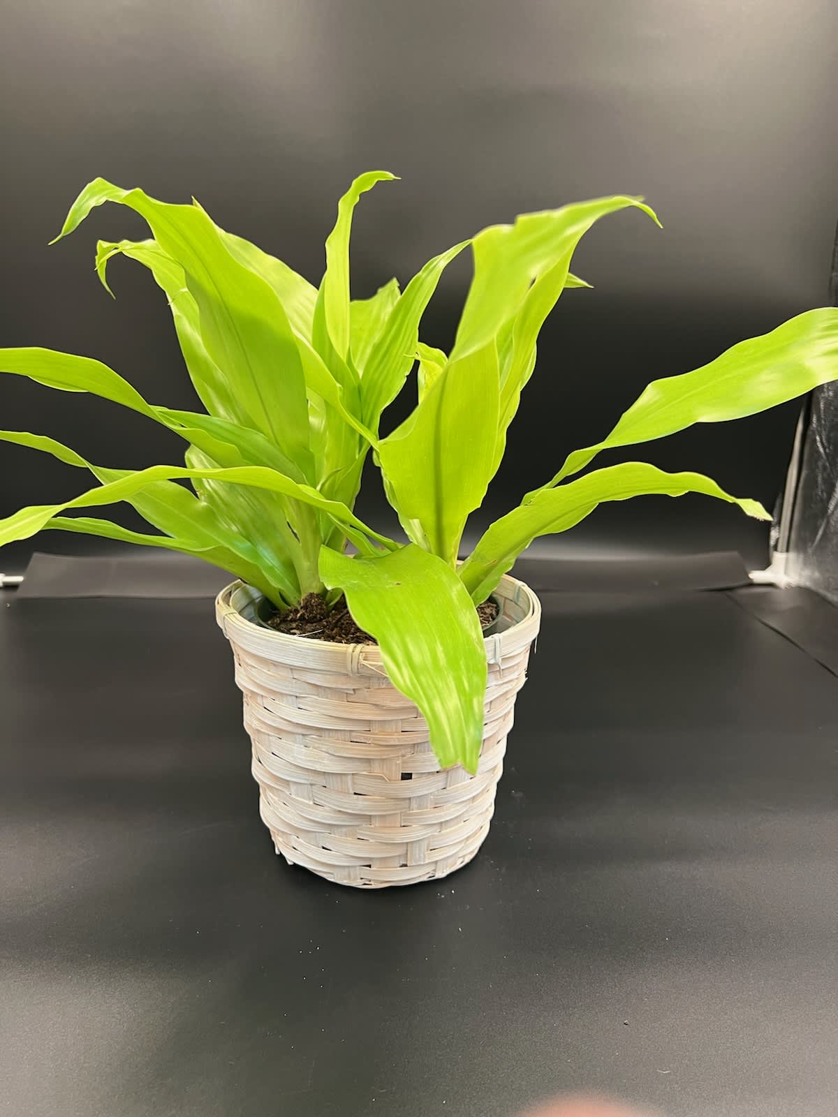 Dracena Limelight  Madagascar Dragon Tree - Bright light green leaves year around make this plant stand out.  These come in 8&quot; pots and 10&quot; pots