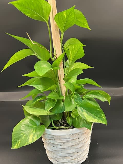 Pothos Pole Pothos Pole - This ivy will grow and hang out of the pot. It can also be trellised. They like bright or direct light and only need to be watered when the soil feels dry.