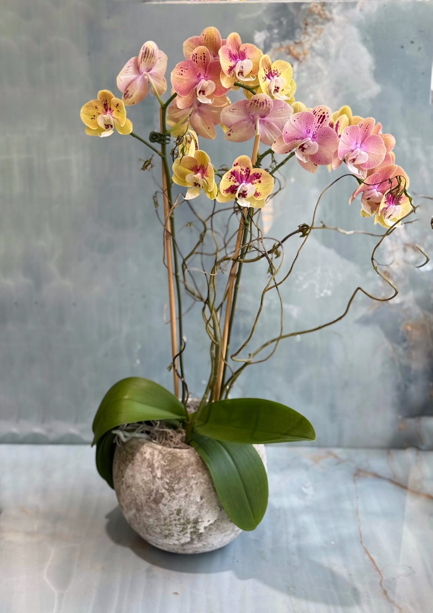 Peach Orchid Peach Orchid - Double Phalaenopsis Orchid in rustic ceramic Vase.
