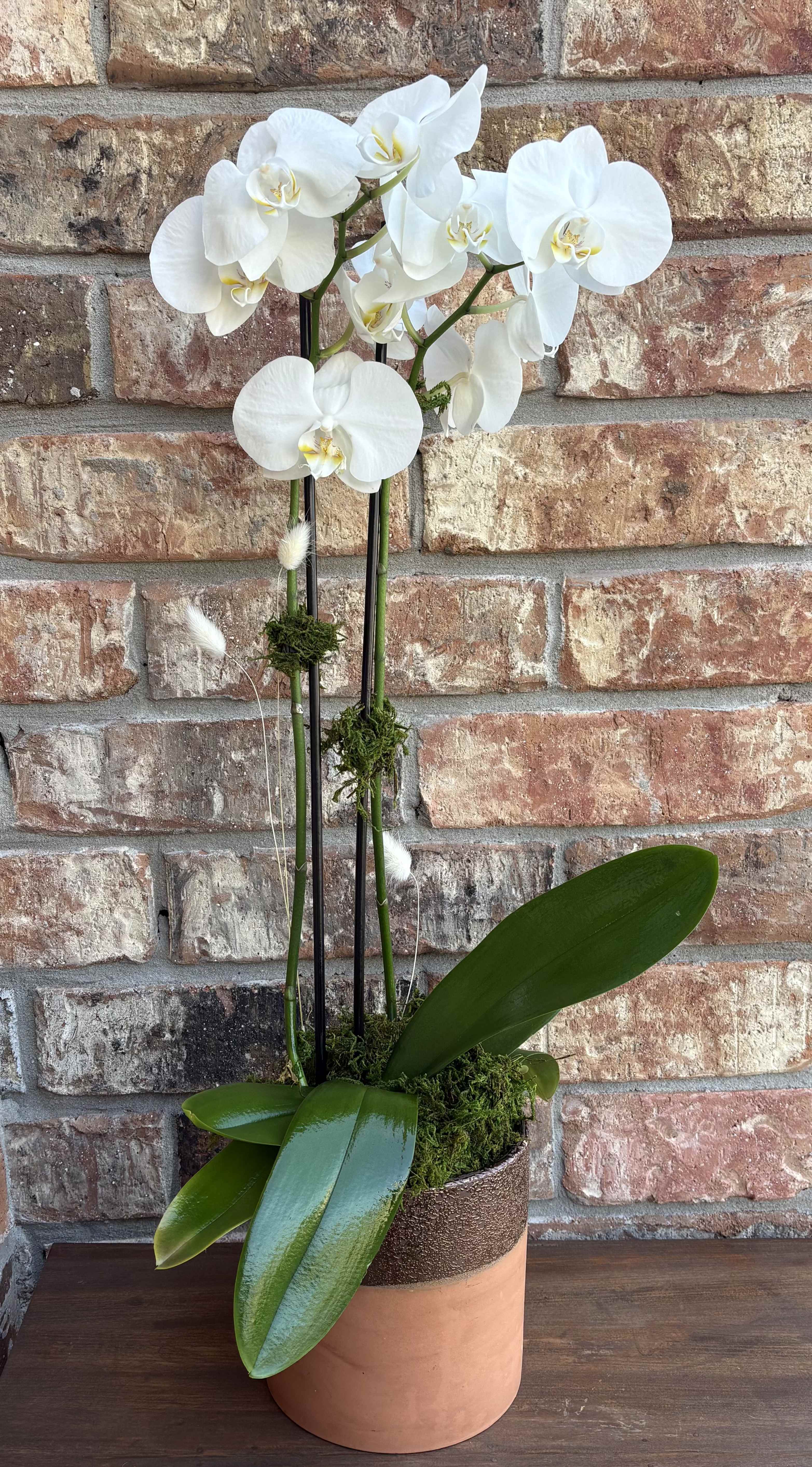 Orchid Muse Orchid Muse - Graceful and enduring, our Orchid Muse is the perfect gift to inspire and delight. With its long-lasting blooms and sculptural elegance, this potted orchid brings a touch of sophistication to any space. Once its blooms are spent—no problem! With a little care, it will reward you with flowers again and again. A thoughtful present for birthdays, anniversaries, or simply to say “you’re appreciated,” it’s a living muse that keeps on giving