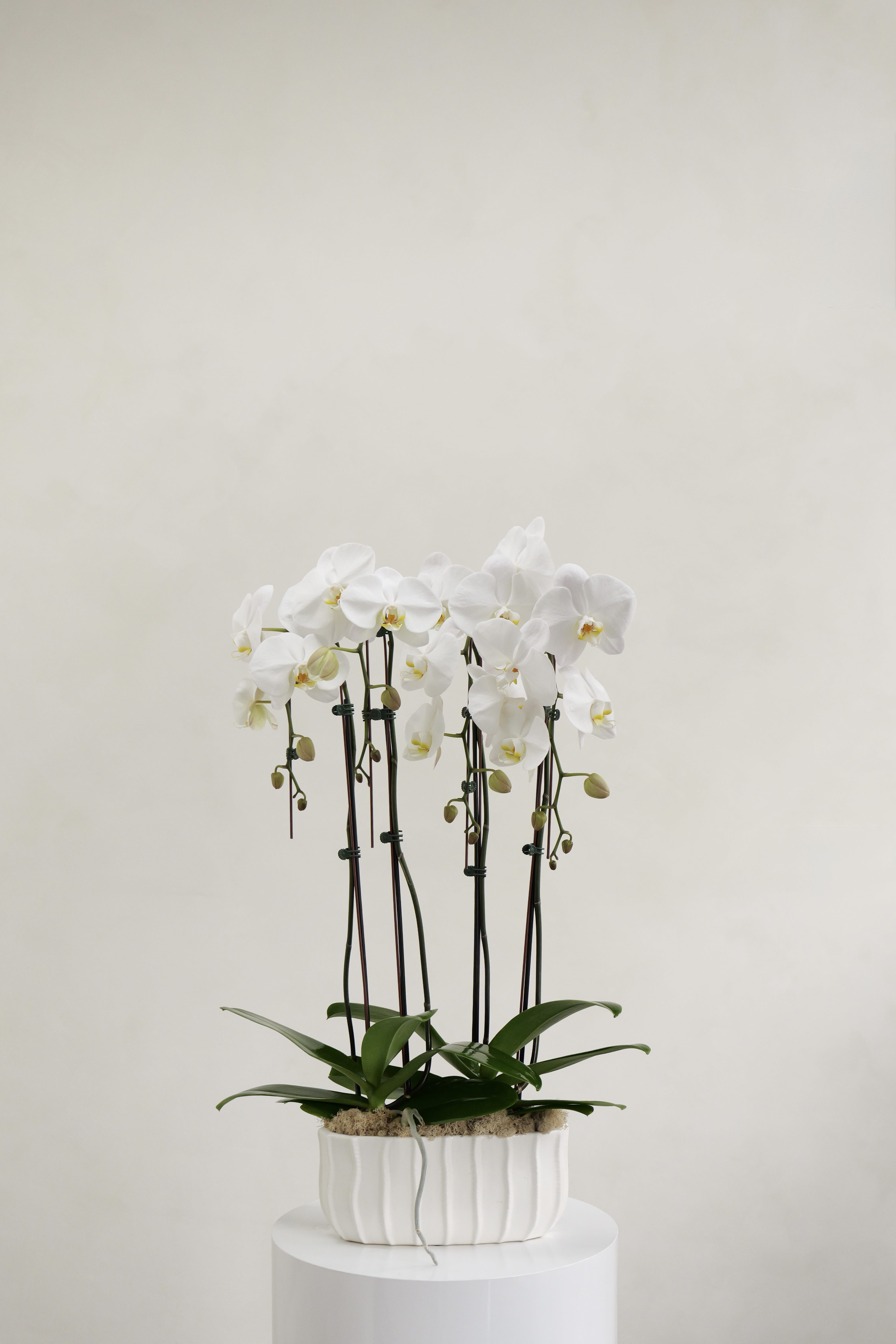 Two Double-Stem White Orchids - Two Double White Orchids in Ceramic Pot (4 stems total)