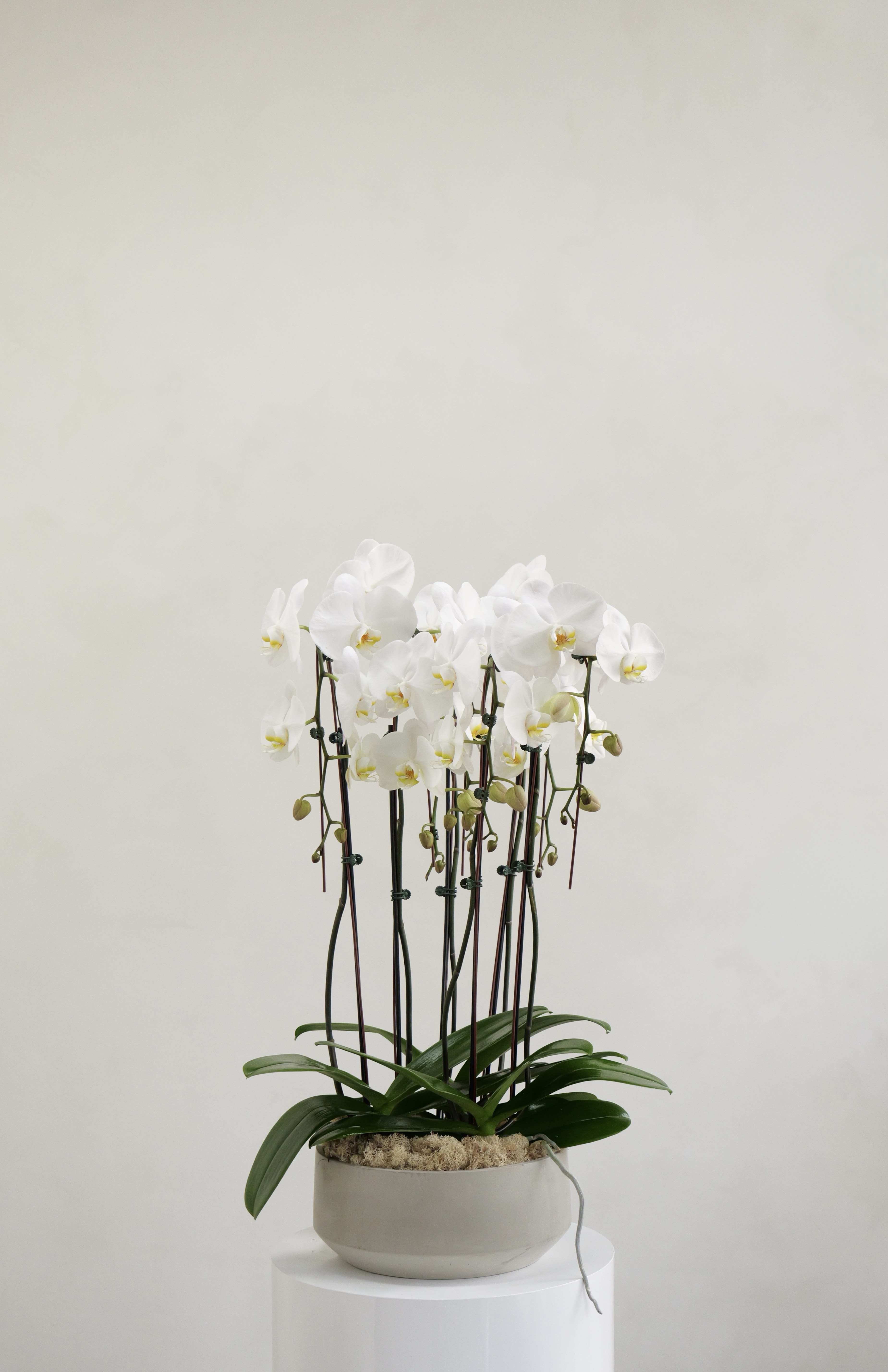 Three Double-Stem White Orchids  - Three Double- Stem White Orchids in Ceramic Pot (6 stems total)