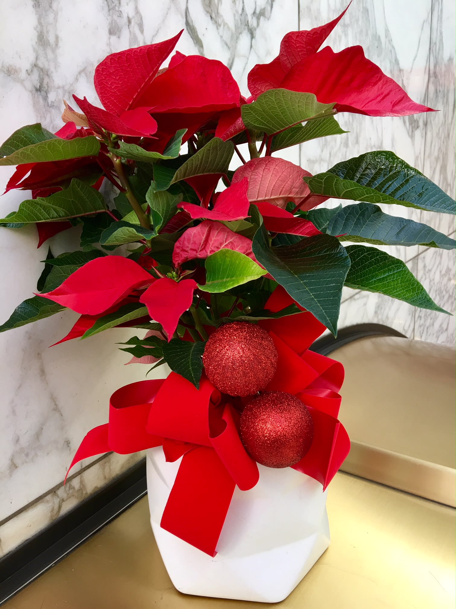 Red Velvet  - This Beautiful Poinsettia arrangement adds a pop color for your holiday decoration. Displayed in this beautiful white vase, with some ornaments, this arrangement is perfect for the holidays. We do not offer warranty on these, as our vendors do not offer warranty.