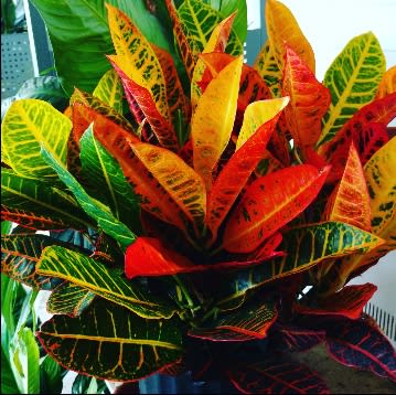  Croton Plant - The croton is dignified and delightful. Its glossy green leaves carry vibrant accents of red and orange, making it the perfect plant for a wide variety of locations. Easy to care for and easy to love, this is one plant that is sure to brighten everyone's day. Crotons can even be left out onside during warm weather months.  An impressively graceful croton is delivered in a brown wicker basket. A grand gesture indeed! Picture shown is 8” pot