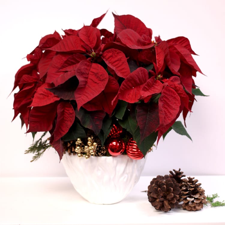 Poinsettias - Poinsettias and in a White Ceramic. 