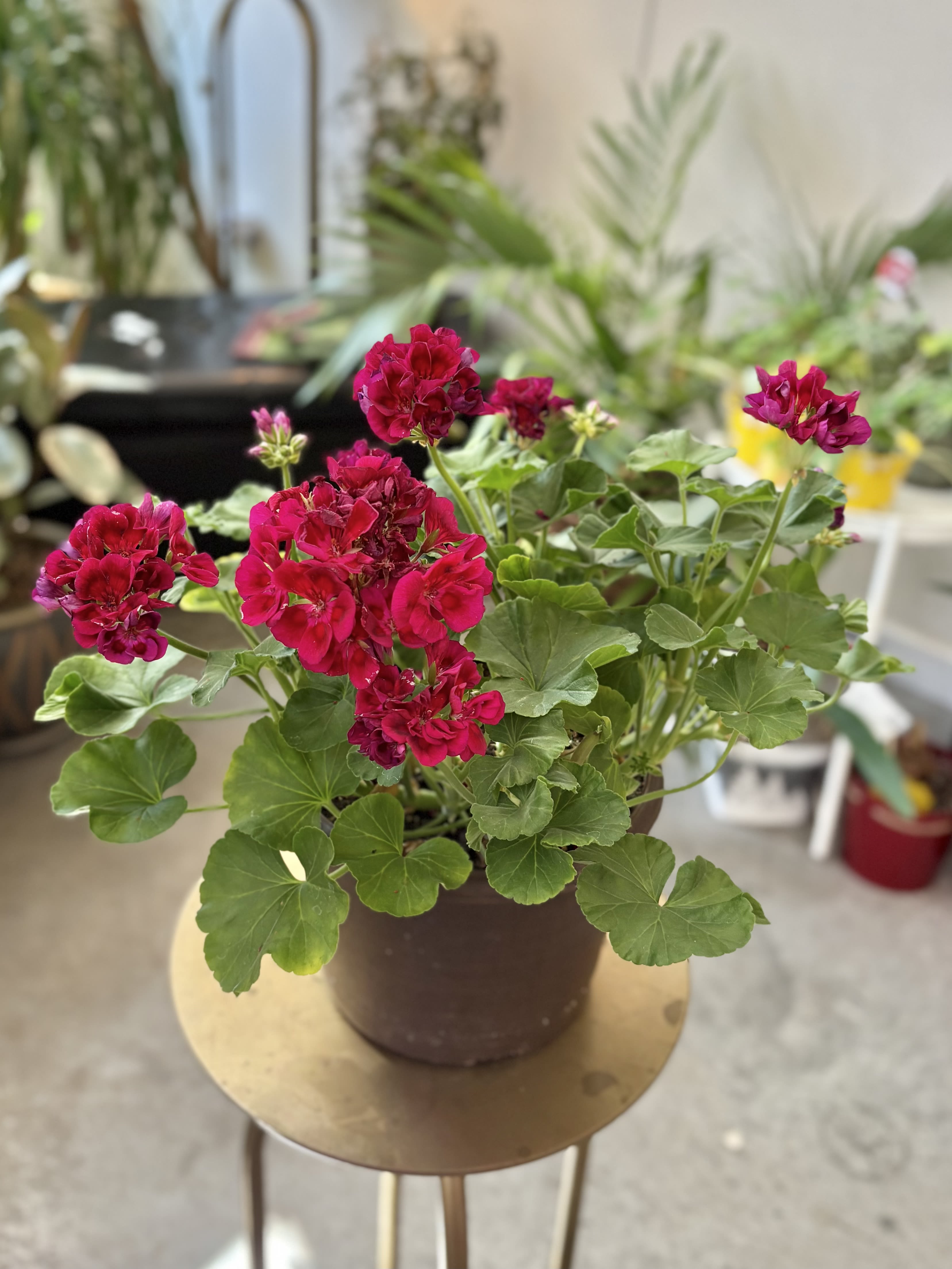 Hot Pink Geranium Pot Hot Pink Geranium Pot - Hot pink geranium in an 8.5" planter pot.  Locally grown, and sure to please!