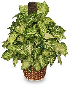 GREEN NEPHTHYTIS PLANT - GREEN NEPHTHYTIS PLANT 