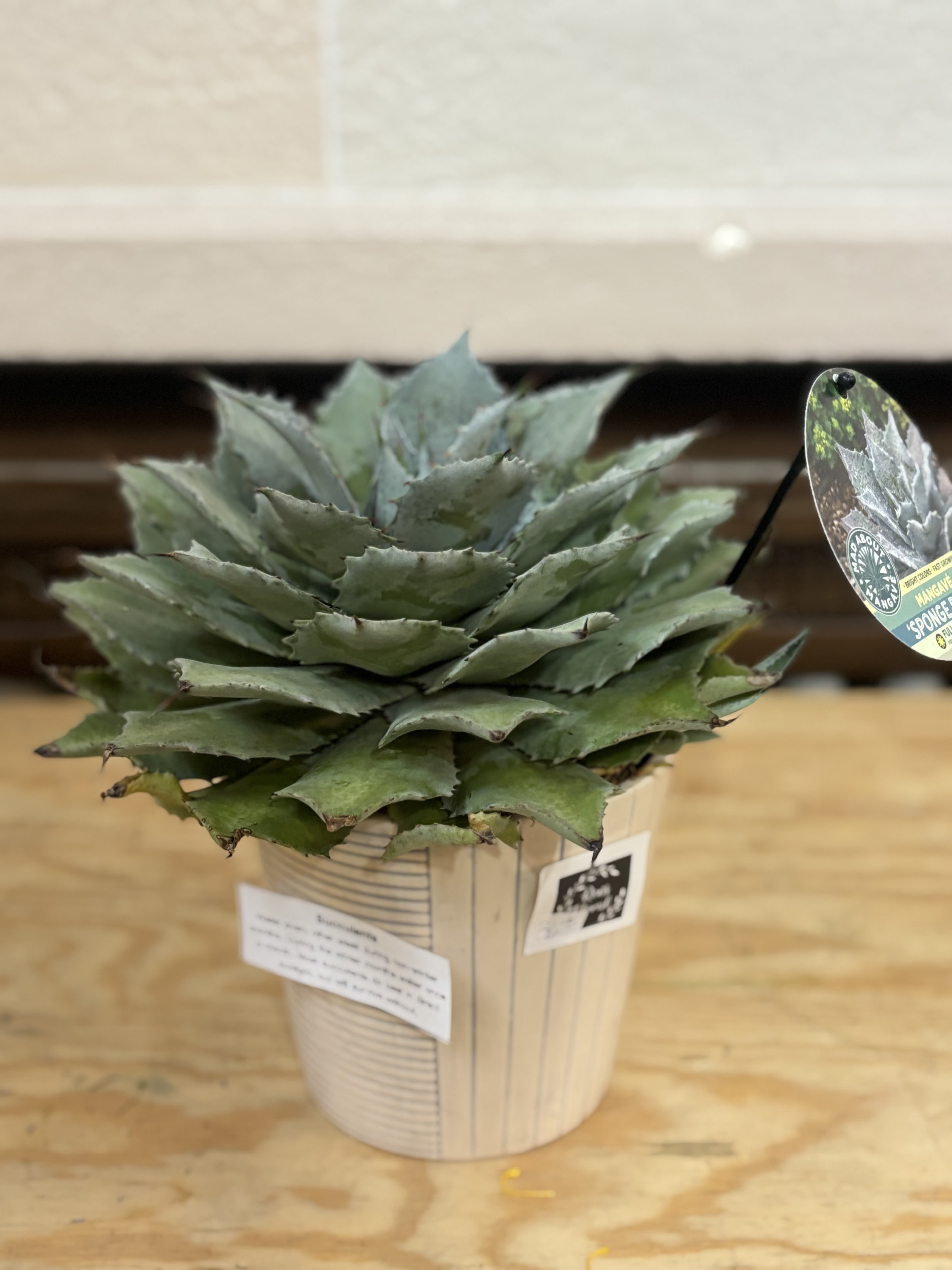 Ceramic Pot Succulent Ceramic Pot Succulent - A 6" succulents planted in a white ceramic pot with grey stripes.