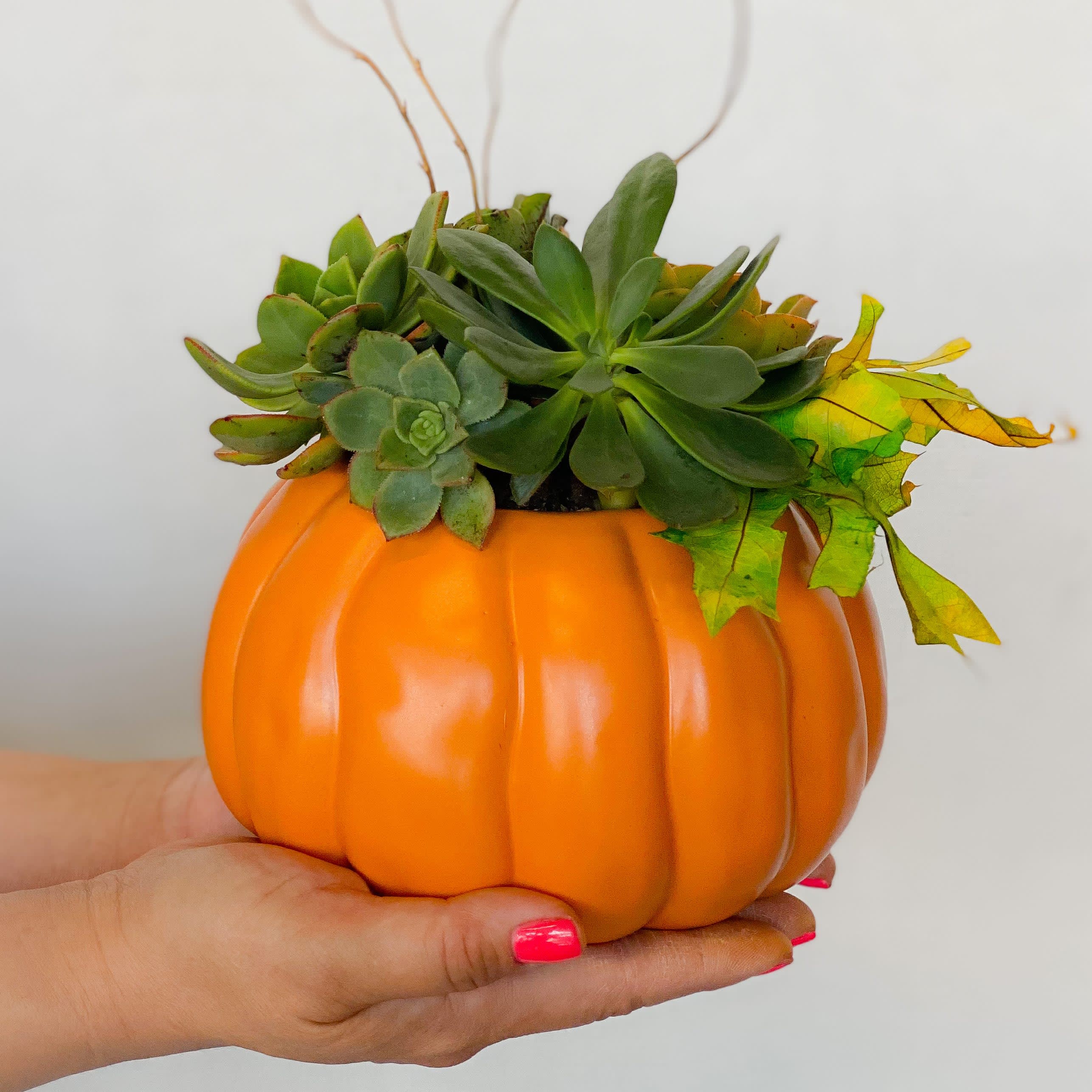 Pumpkin Succulent - The gift that will last until next year’s thanksgiving dinner! This assortment of succulents arranged in a keepsake pumpkin vase are the easiest plant to maintain. With a little bit of watering once a week and a lot of light, this is guaranteed to enjoy for life!  Although, pointing out the obvious, isn’t this the cutest!  Your family and friends will definitely appreciate the gesture...  