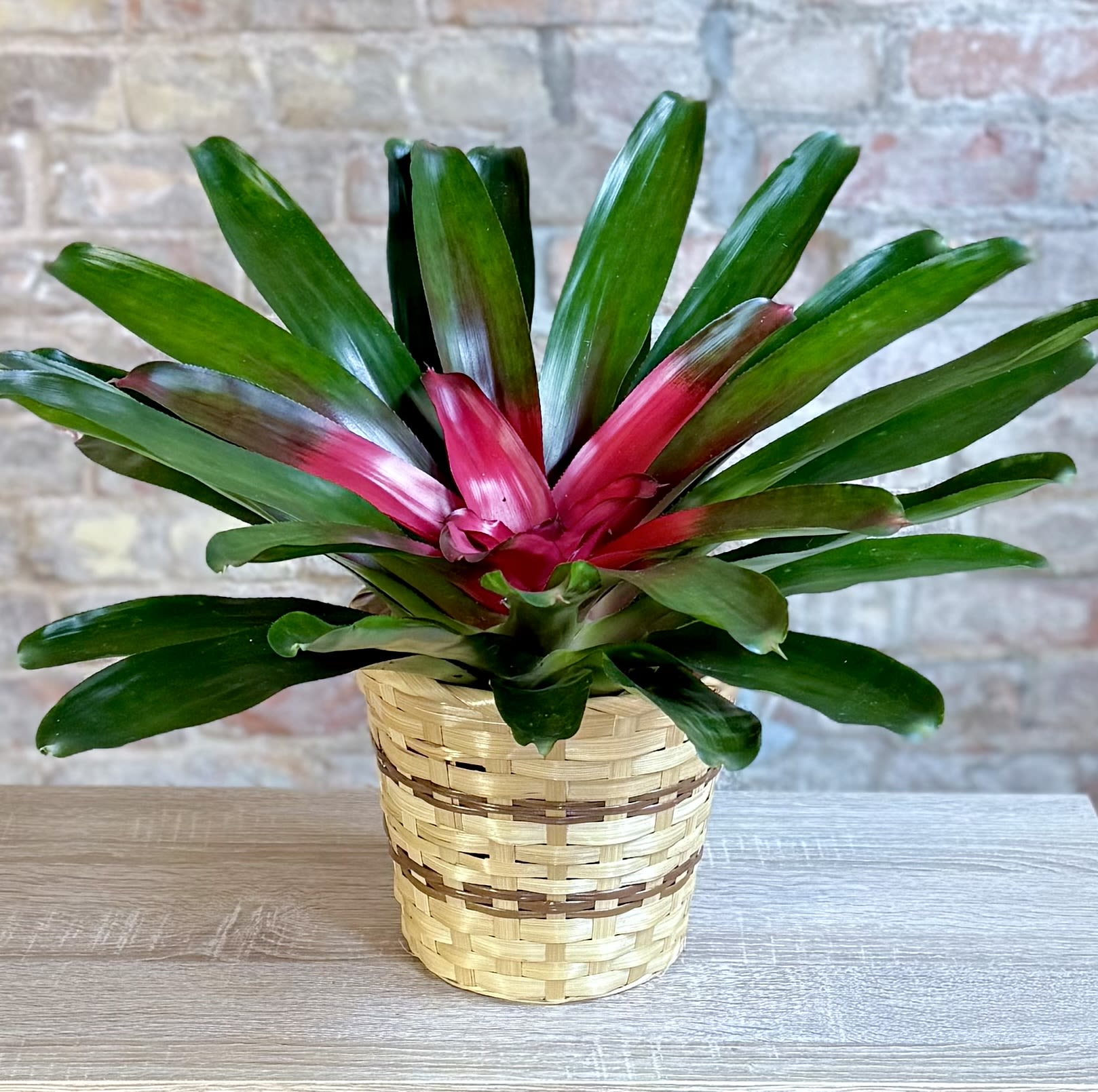 Neoregelia Bromeliad  Neoregelia Bromeliad  - A variety of bromeliad that grows out vs. up. Comes in a 6” pot set inside of a decorative basket and comes in this pretty red and green color. Easy care and prefers bright indirect light.
