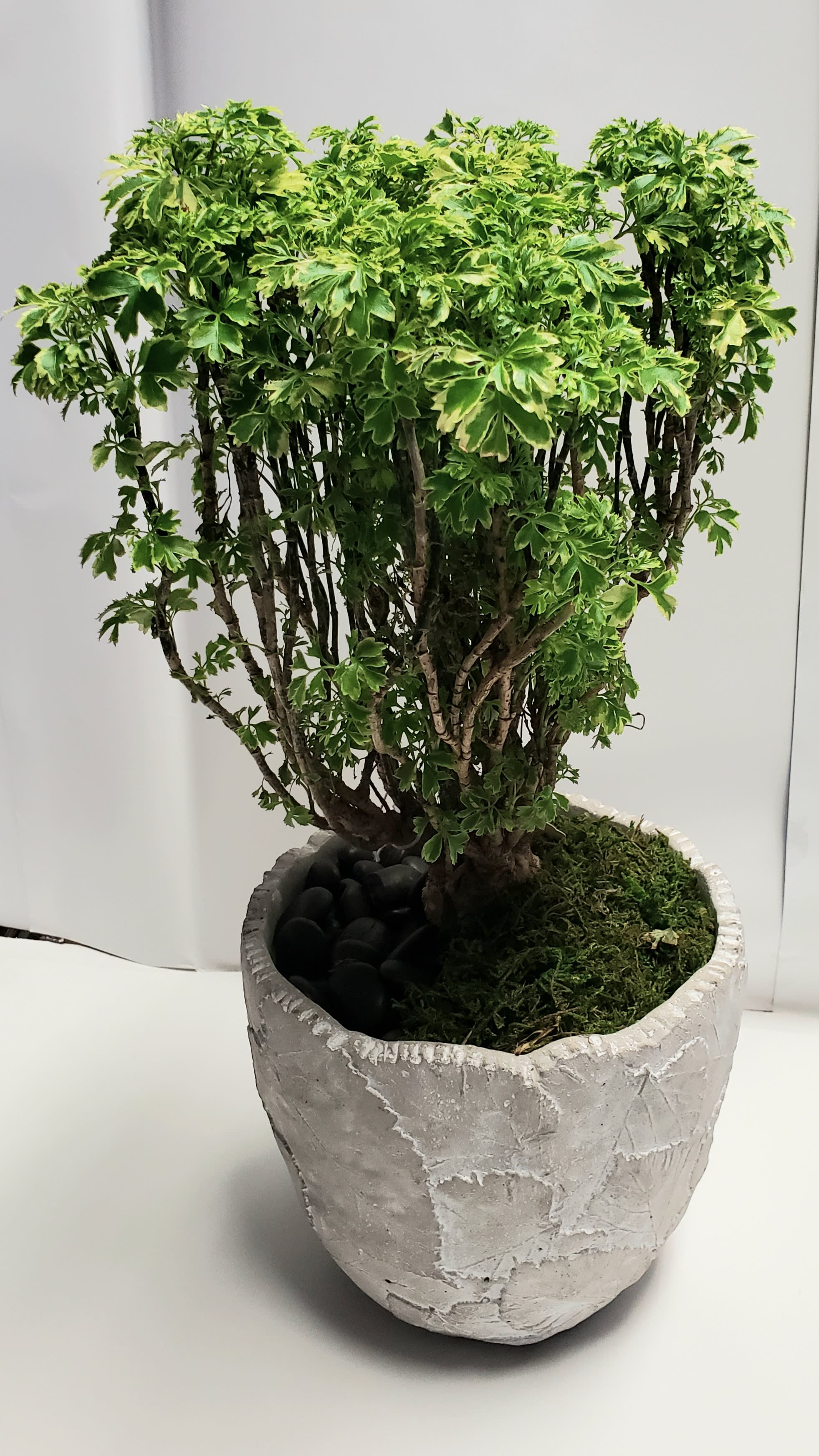 in door Bonsai tree in door Bonsai tree - This bonsai is designed to thrive under a wide range of light conditions and comes with a ceramic container