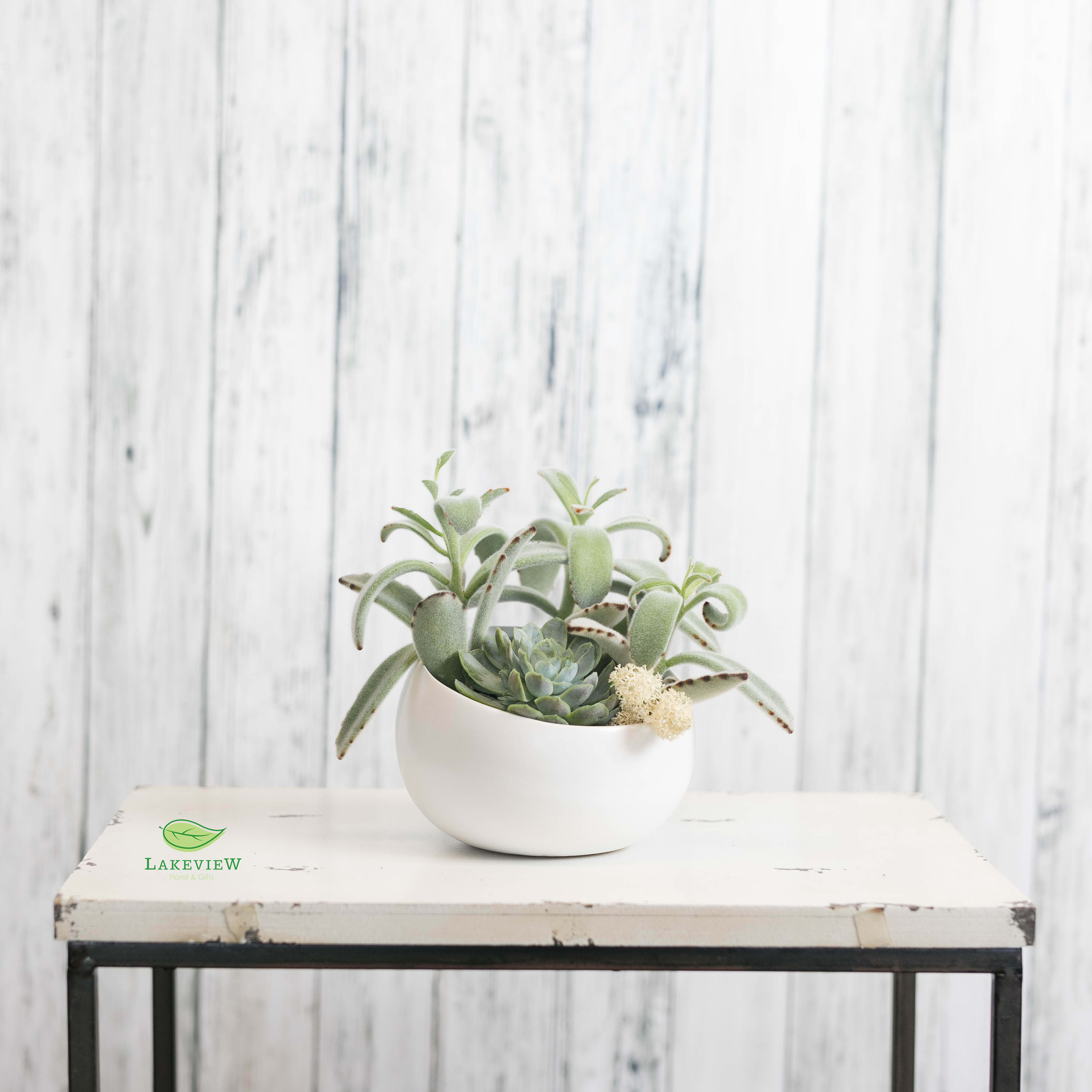 Sierra - This trendy succulent garden is the perfect addition to any dorm, bedroom or office!   Approximate Dimensions: 6&quot; H x 7&quot; W
