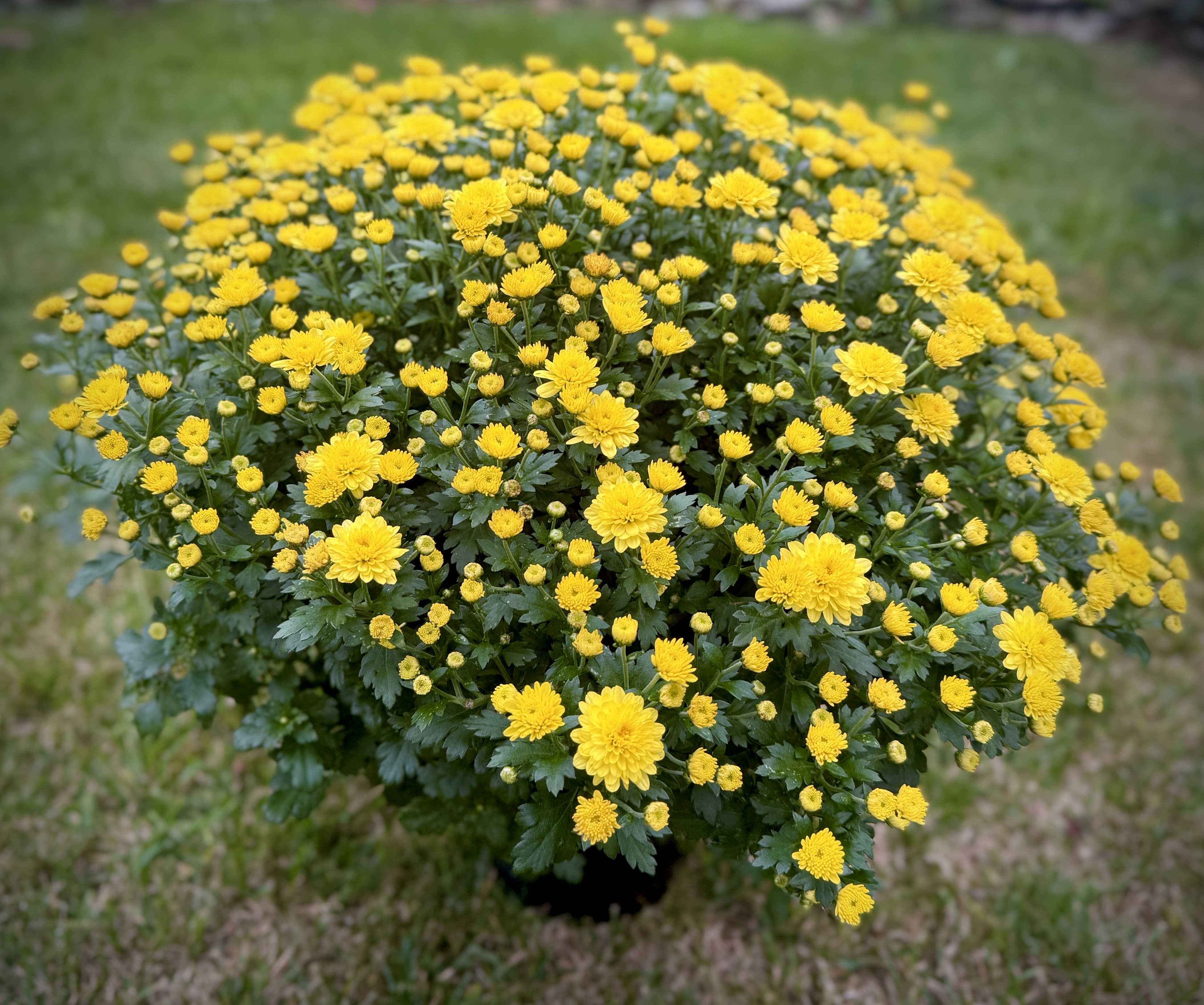 Yellow Outdoor Mum (Only 1 available) - Perfect for the fall season, this yellow outdoor mum is the perfect gift. Approximately 17&quot; x 19&quot;  We are proud to deliver our flower creations to the Kenosha, Somers, and Pleasant Prairie areas. With over 55 years of combined flower design experience in Kenosha, Wisconsin, A Summer's Garden Florist and Gifts is the perfect choice for the freshest flowers, most creative design, and exceptional customer service.