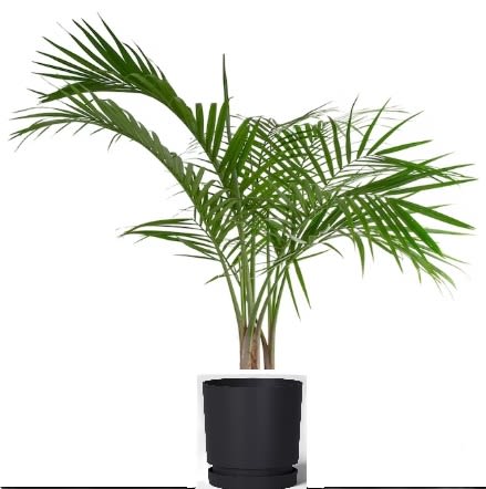 MAY DEAL Majestic Areca Palm in Self-Watering Container (SOLD OUT) - A beautiful Majestic Areca Palm nestled in a self-watering black recycled resin container. Keeping your house beautiful while being environmentally green at the same time!