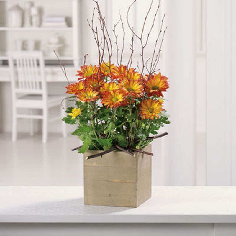 Woodlands Mums Planter - Bring the outdoors in! Our hardy, colorful mum plant is accented with birch branches to create a woodland delight. 