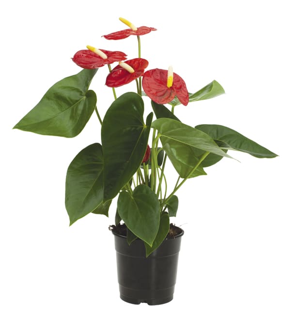Flowering Anthurium Plant - This beautiful, tropical, long lasting house plant will bring joy to any home.
