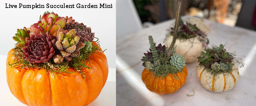 Live Pumpkin Succulent Garden Mini - Oh My Gourdness! Take your Fall décor to the next level with our Live Pumpkin Succulent Garden Mini. A collection of succulents are attached to a live pumpkin, perfect for a centerpiece addition or really anywhere. Don't wait, it's time to pumpkin spice things up. Each pumpkin is approximately 3“ tall and 4–6“ in diameter. Includes a variety of succulents glued to the top of a live pumpkin, pumpkins will live for a few months and then the succulents can be removed and rooted for a long lasting plant. Care Tips: Place your garden in bright, indirect sunlight. Mist with a small amount of water once a week. This plant is not pet friendly.