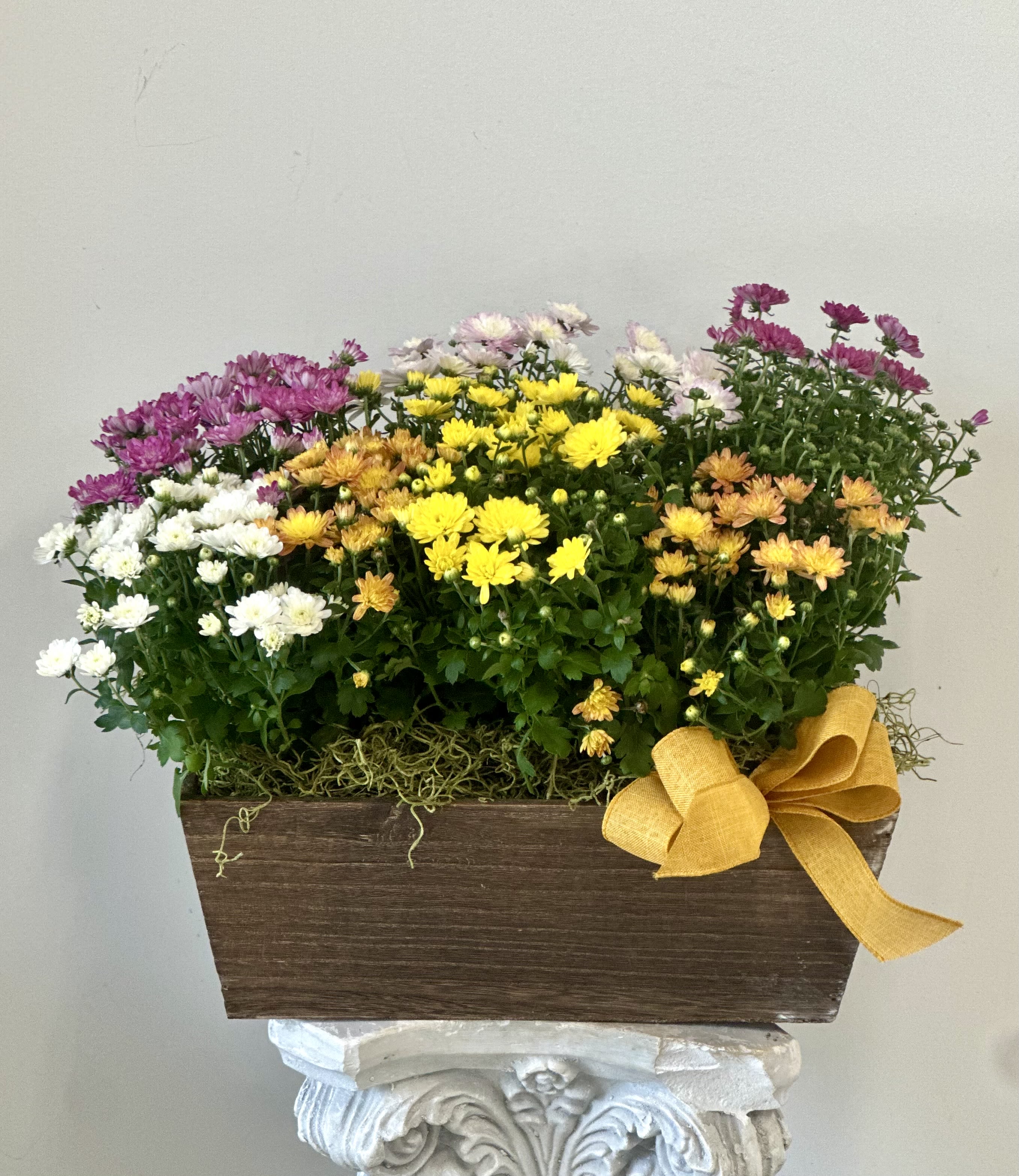Mums Live Plant Garden in 13&quot; Wooden Box Planter - Elevate your autumn décor with a beautiful live Mums Plant Garden presented in a charming wooden box planter. These stunning chrysanthemums—boasting vibrant colors—bring an unmistakable warmth to your home, making them the perfect seasonal accent. Blooming from mid-September through October, they create lasting impressions that celebrate the beauty of fall. Ideal for porches, entryways, or as thoughtful gifts, this unforgettable arrangement sets a delightful tone for any autumn gathering while enhancing the natural aesthetic of your environment. Embrace the season with these eye-catching blooms that capture all the essence of fall! If you live in a warm area, plant outdoors in the fall. If you live in a cold area, plant outdoors in the spring. Water regularly, plant in rich, moist soil. On patios or doorsteps, display in decorative fall containers. Available while supplies last. 