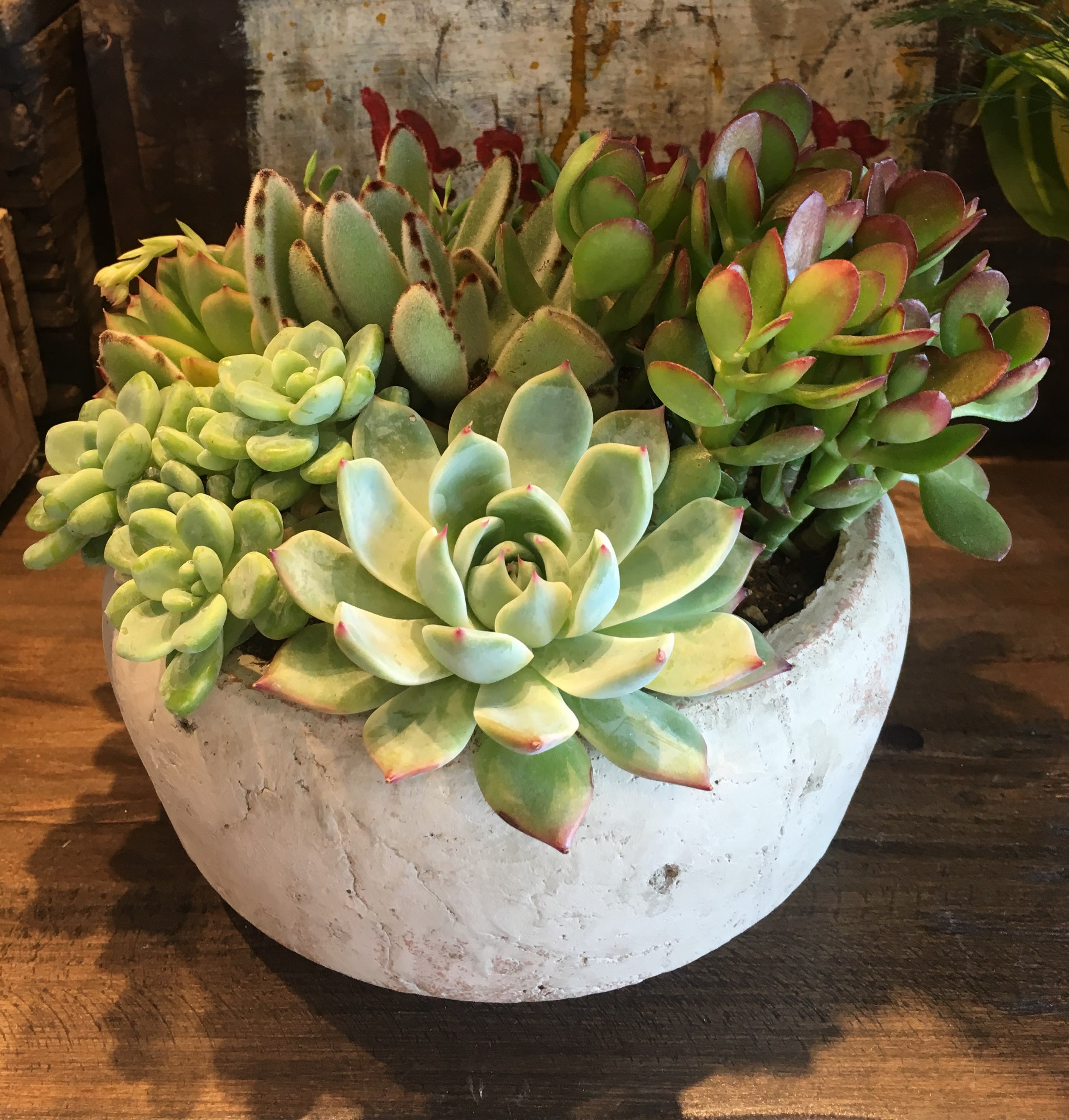 LASTING GESTURES  - A rustic, but clean bowl of beautiful long lasting succulents!