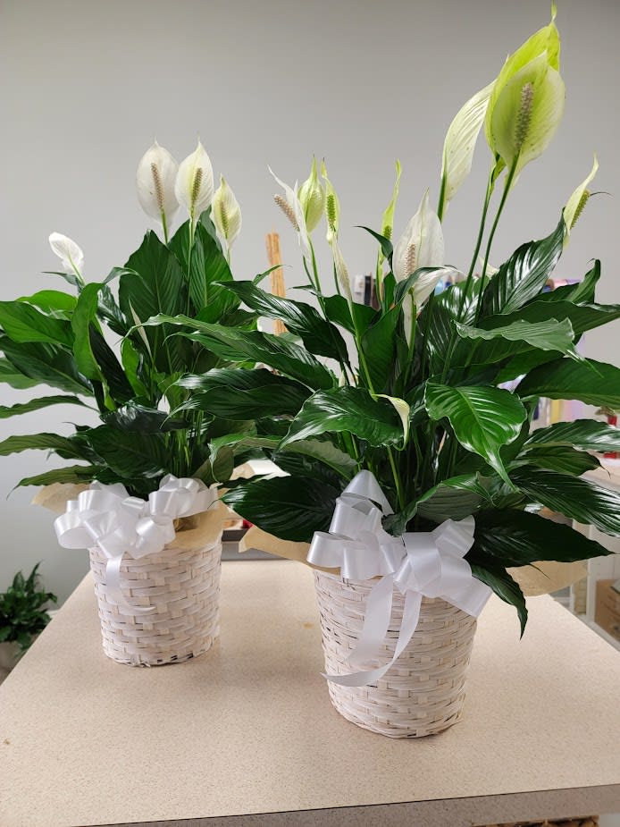 Peace Lily Plant Peace Lily Plant - Give the gift of peace and calm. This plant is easy to care for and brings beauty and serenity wherever it goes. Comes in three size pots, 6.5in for standard, 8in for deluxe( as pictured) and 10in is premium. May come in a white or brown pot cover.