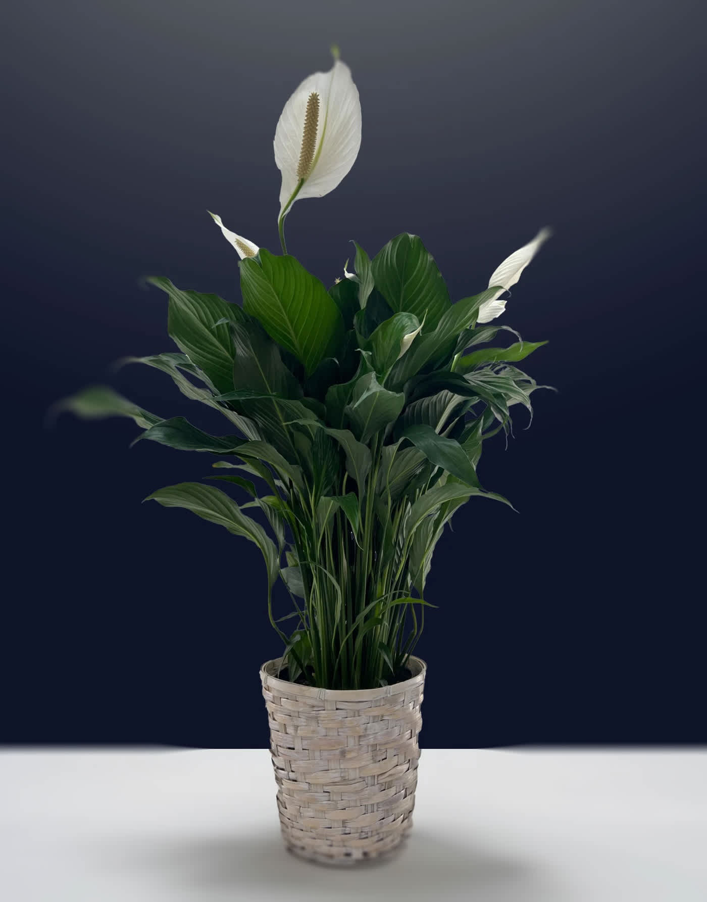 8&quot;(20.32cm) Peace Lily Plant (Spathiphyllum) -  8&quot; (20.32cm) potted Peace Lily plant Note: Depending on the season, some plants may not have blooms at the time of purchase.
