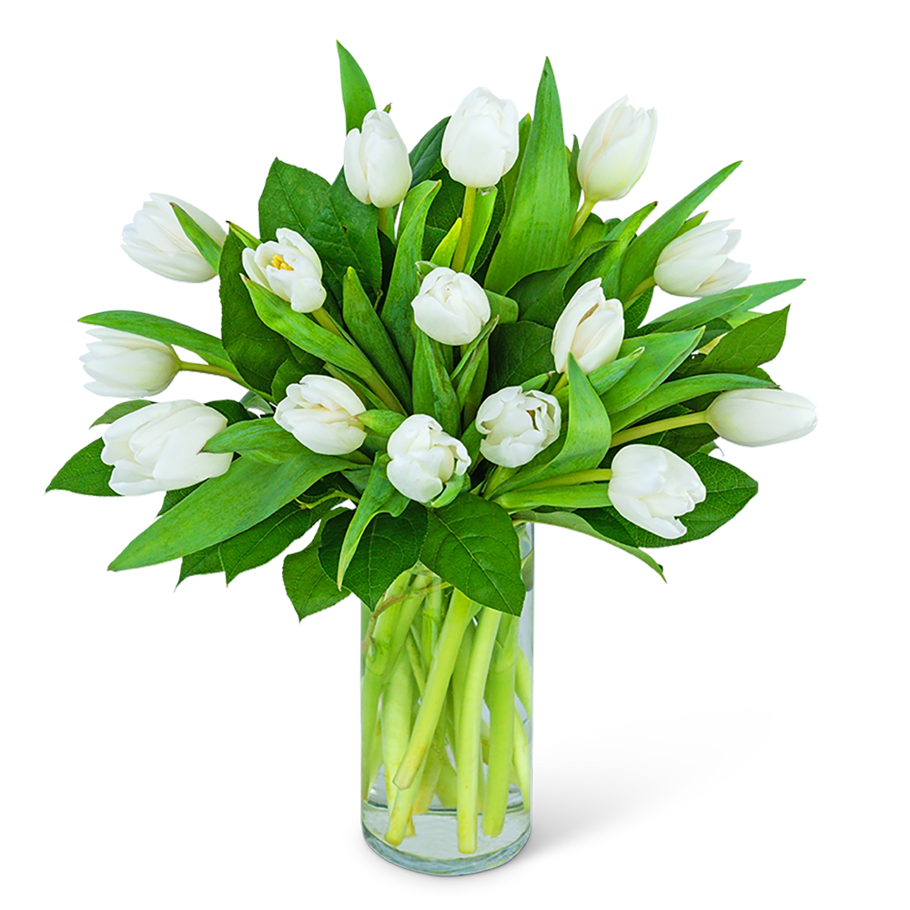 White Tulips White Tulips - It's always a good idea to send a vase of tulips! White Tulips symbolize forgiveness, respect, and honor, and add a modern clean look to any home or office space. Send beautiful tulips to someone you love as a housewarming gift or the perfect get-well gift! Our shop specializes in local flower delivery, so let us deliver these beautiful flowers to your loved one today!