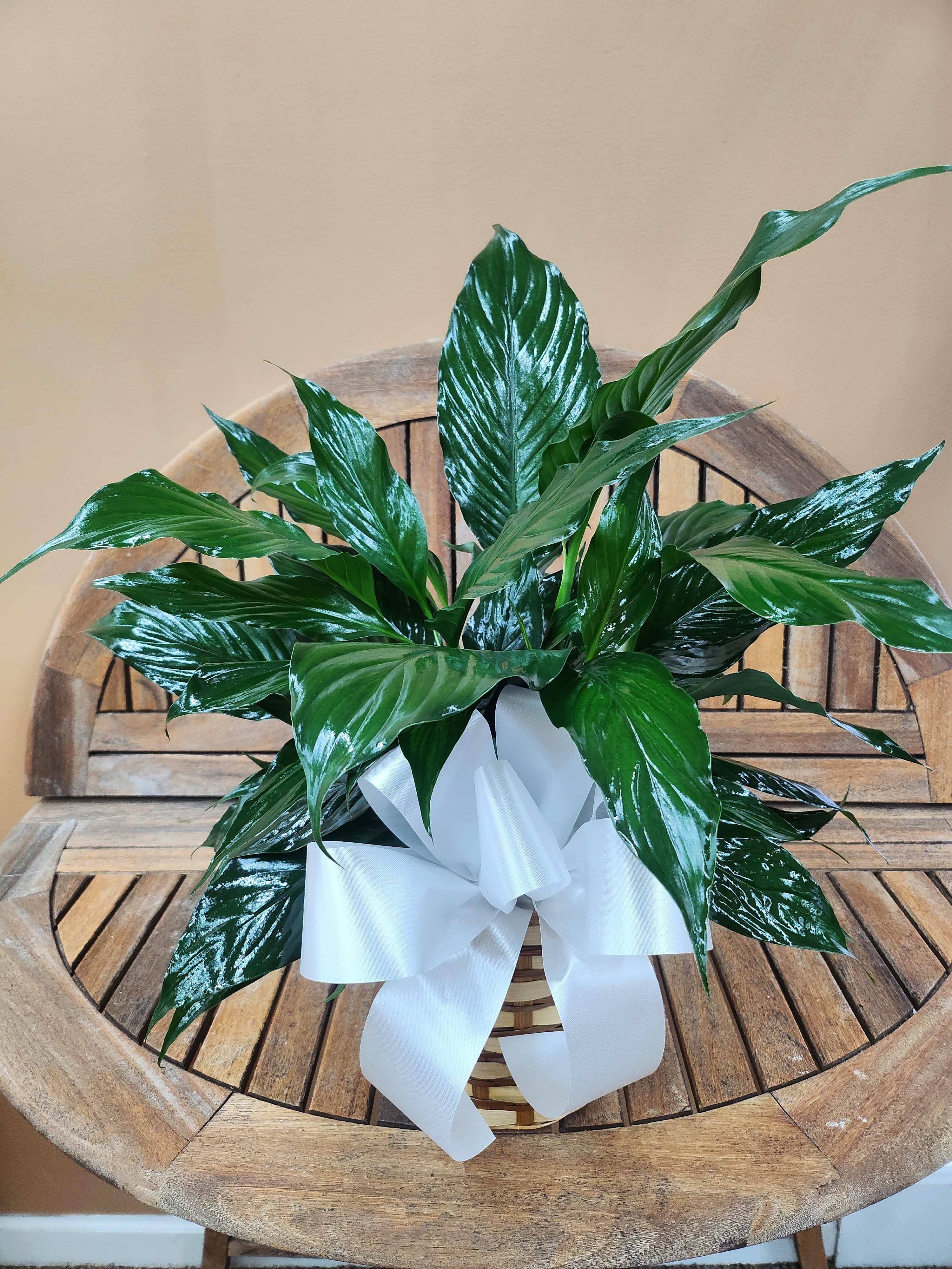 GPS Comfort Peace Lily  GPS Comfort Peace Lily  - Green Plant Peace Lily in Wicker Basket With Bow