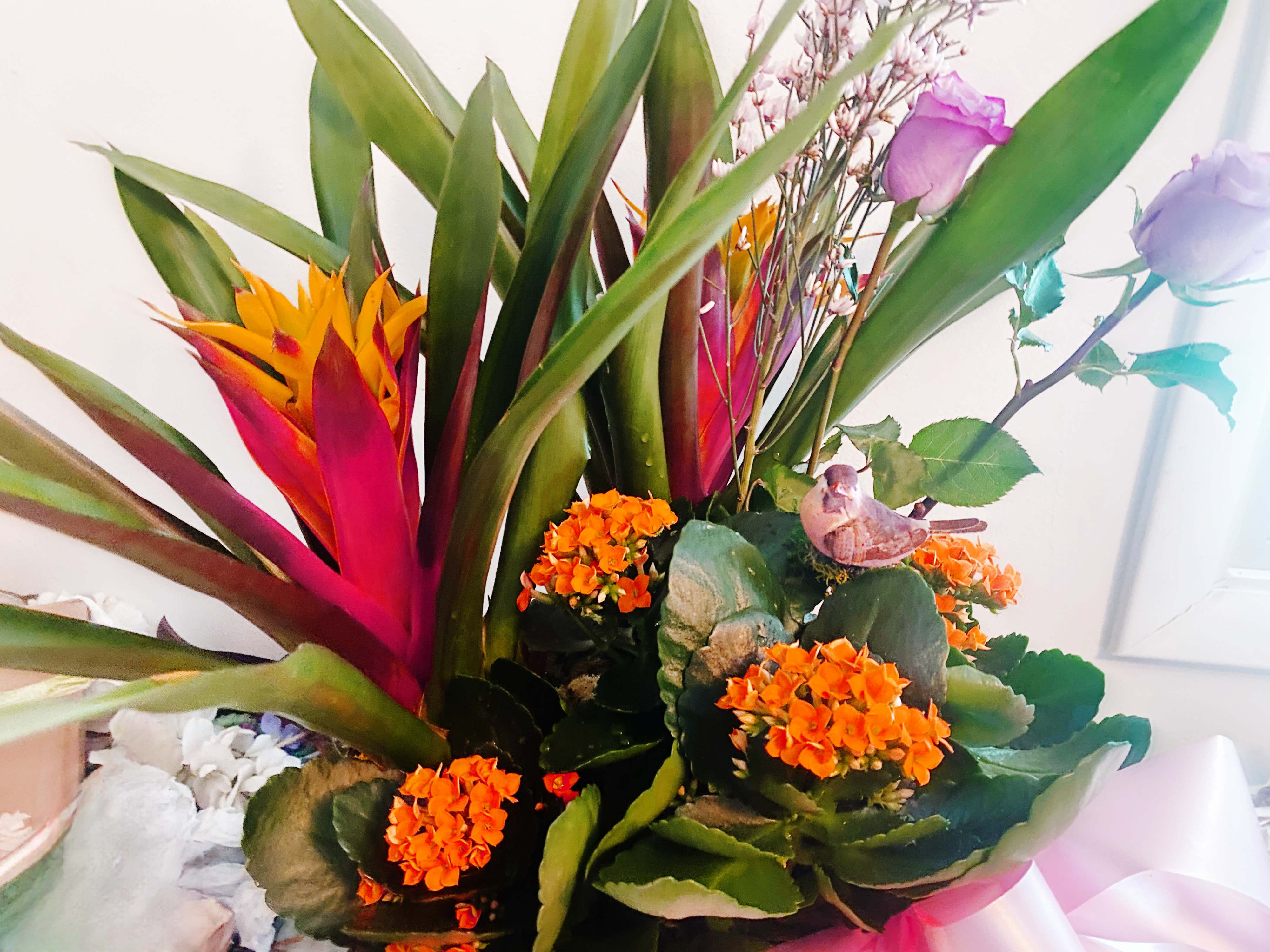 Blooming garden - The Blooming garden is a blooming planter of flowering plants and foliage.Pick your colors by adding notes to the special instructions. There is always a new plant in season. It maybe azaleas, begonias and hydrangeas one month or stunning Bromeliads the next. This is a perfect birthday or sympathy gift that can be delivered to the home or the funeral service. Plants are longer lasting and a great way to celebrate a plant lover and surround someone with life in the darkest of times. Often you will see the grieving holding on to these plants well after the service. 