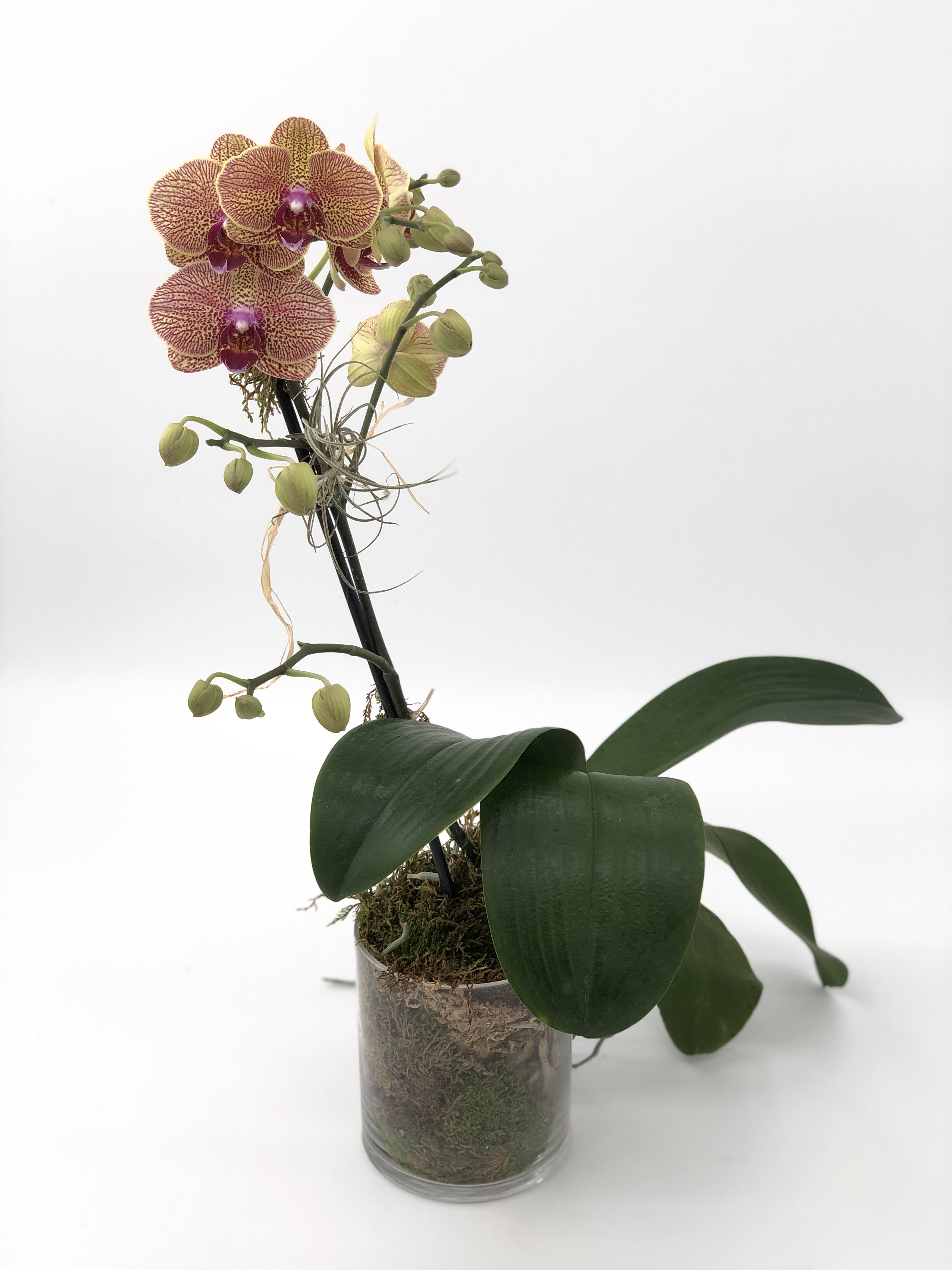 Phalaenopsis Orchid2 (BR) - Bring a burst of color to your space with our Kaleidoscope Phalaenopsis Orchid. Housed in a stylish white or black ceramic container or a clear glass vase, it comes with an air plant and elegant moss 