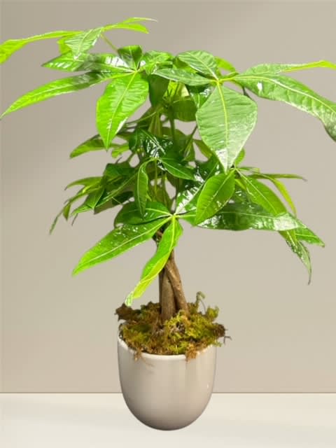 Money Tree 2 (BR) - Experience good fortune and prosperity with our exquisite Money Tree plant potted in a premium ceramic container. This stunning indoor plant, also known as Pachira Aquatica, is believed to bring luck and fortune in many cultures and revered for its unique braided trunk and luscious green foliage.  