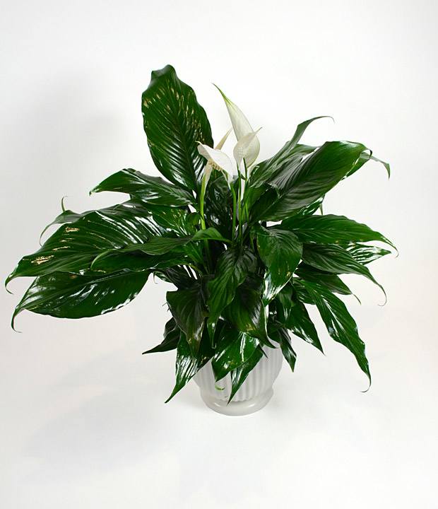 Comfort Planter Comfort Planter - Offer unspoken words of comfort, hope and peace. Our white ceramic planter holds an elegant peace lily plant. Dark green leaves offer a calm background for the white candle-like blooms of this easy to care for plant. Send as a tribute, and a silent expression of your sympathies.