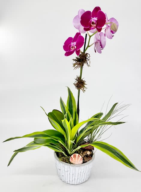 Phalaenopsis Orchid Garden (BR) - Phalaenopsis Orchid Garden in a decorative ceramic container