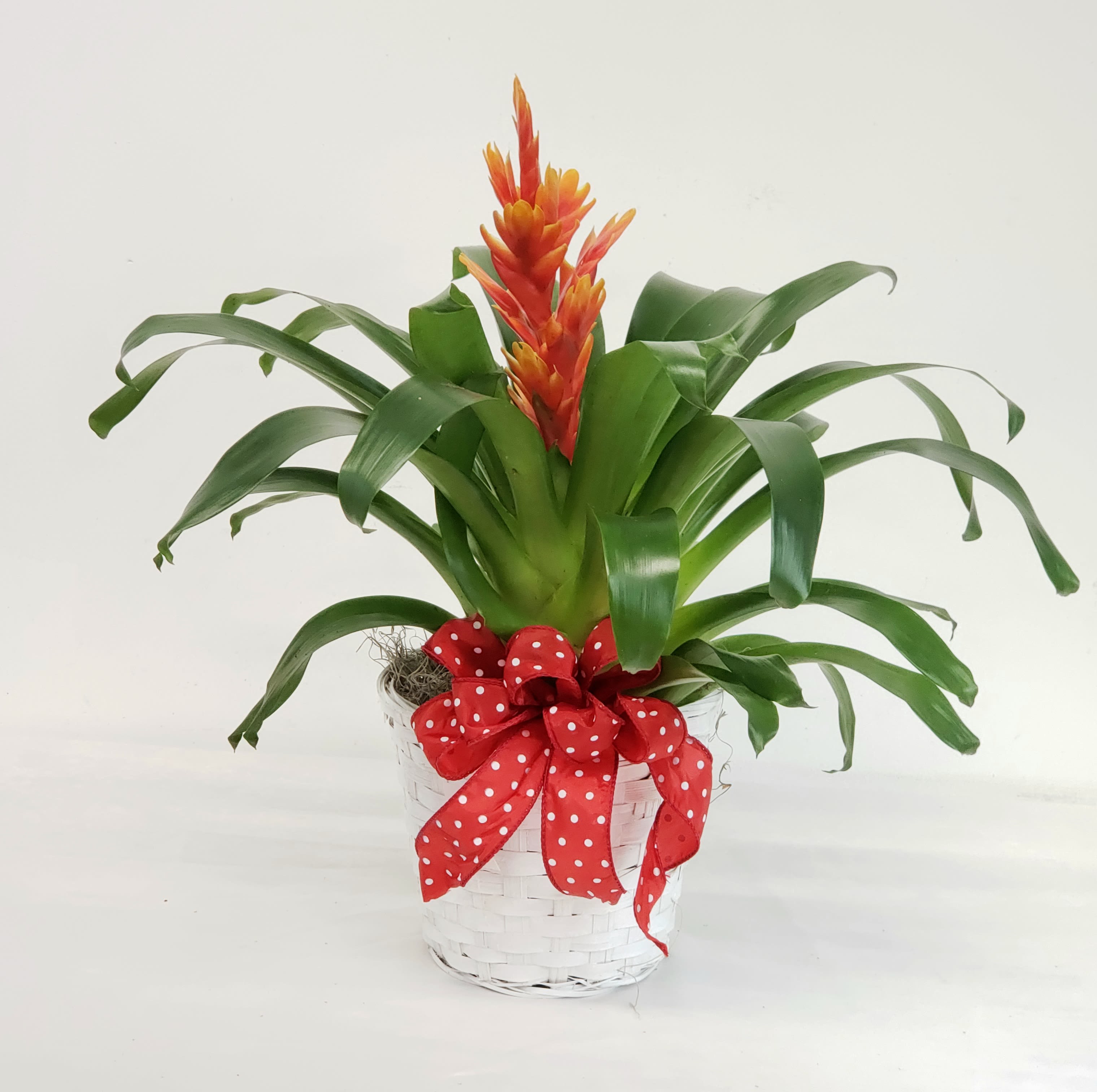 Bromeliad Bromeliad - Beautiful briesea bromeliad in a 6" basket. Includes hand tied bow.