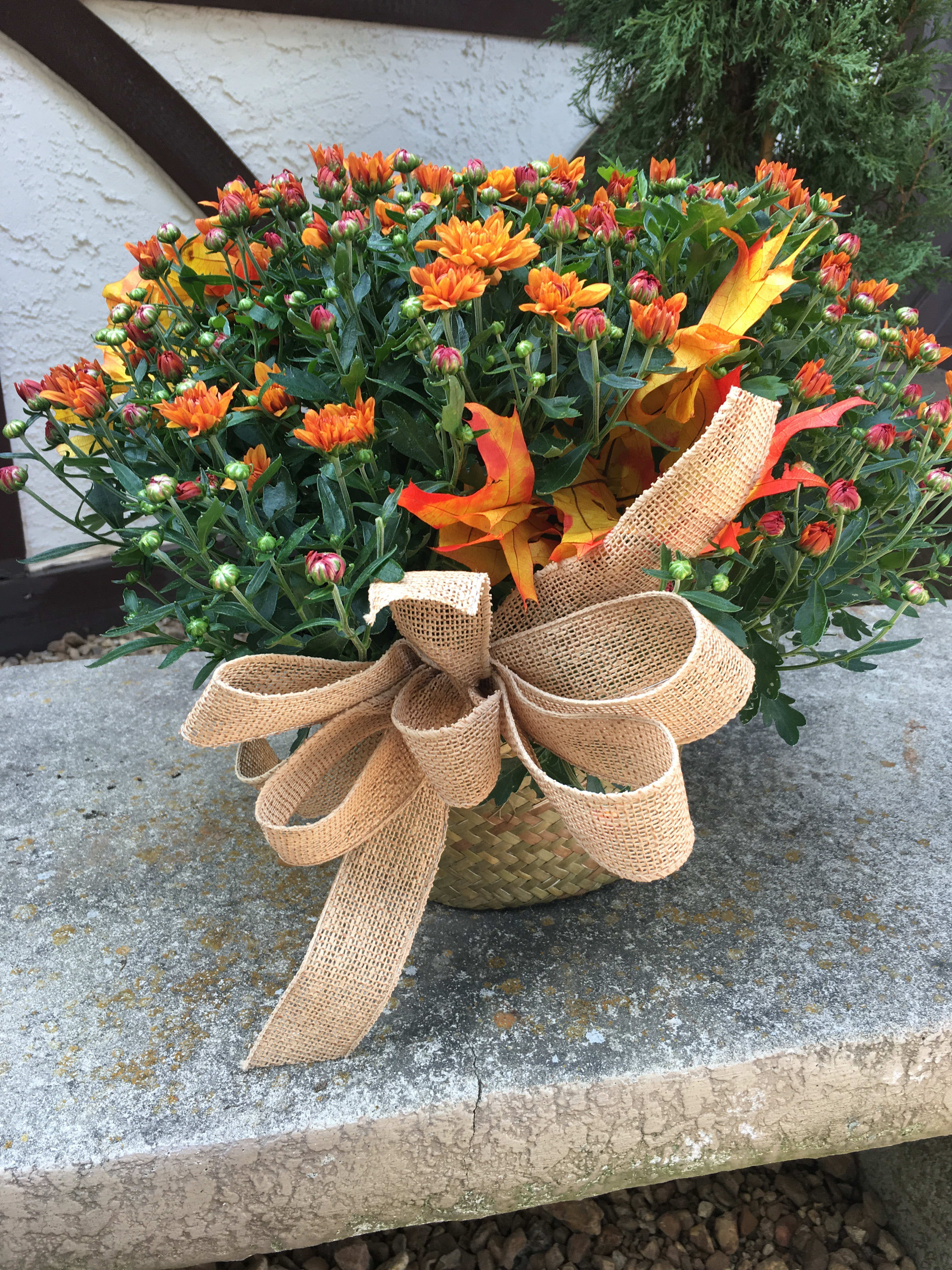 Mum plant Mum plant - Fall hardy mum plant in an 8 inch container with basket and bow.