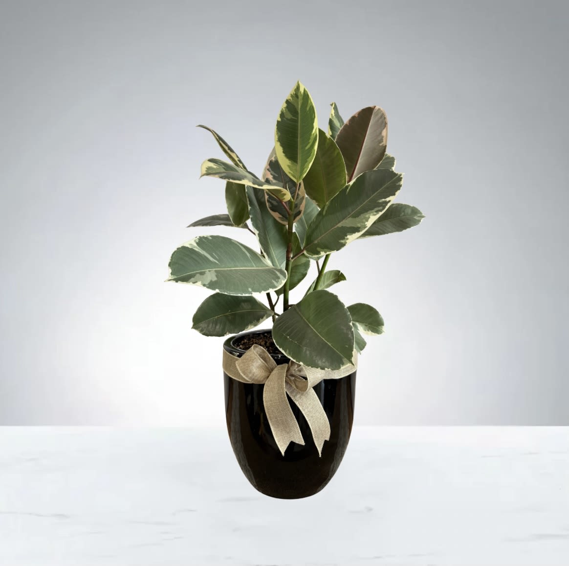 Ficus Elastica Varigeted Plant  - Bring your space to life with this beautiful natural plant. Easy to care for, air-purifying, and perfect for adding a fresh touch to any room