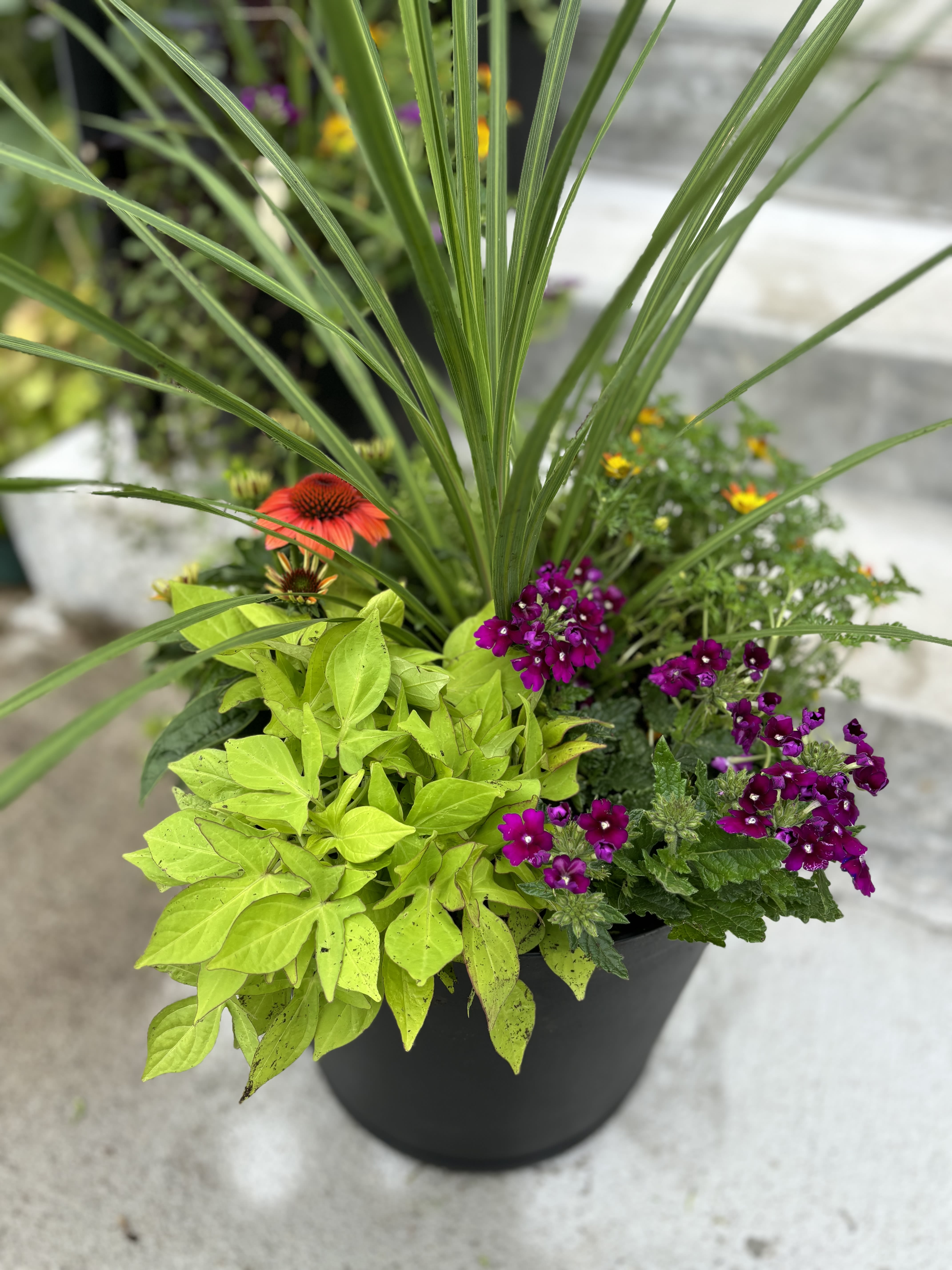 Patio Planter - A beautiful assortment of outdoor plants perfect for any deck or patio.