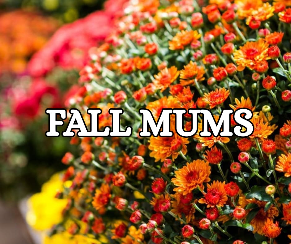 2025 Fall Mum's — The Magnolia Flowers &amp; Gifts - We have the most beautiful and large Fall Mums available! So many different colors!! Give us a call at (870) 352-0273 to pick out a certain color!  (LIMITED QUANTITY)
