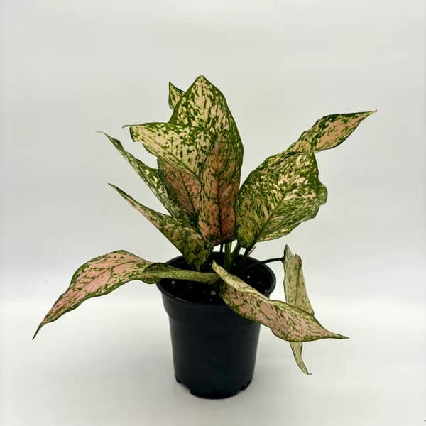 Aglaonema Etta Rose Aglaonema Etta Rose - Perfect 6 inch house plant for indoor or outdoor (when fear of frost is gone). Great for summer patios and shade containers.