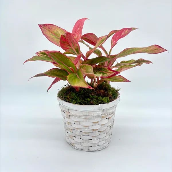 Aglaonema Siam Aurora Aglaonema Siam Aurora - Aglaonema plant in a white washed wicker basket.