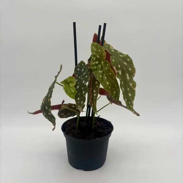 Begonia Begonia - Perfect 6 inch house plant for indoor or outdoor (when fear of frost is gone). Great for summer patios and shade containers.