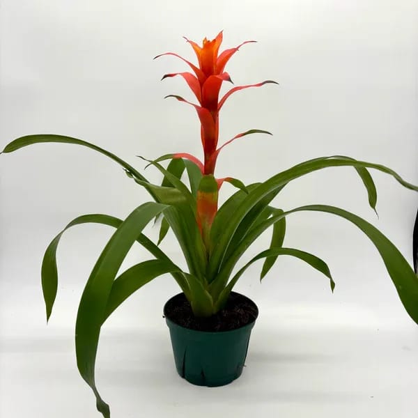Bromelaid Guzmania Bromelaid Guzmania - Perfect 6 inch house plant for indoor or outdoor (when fear of frost is gone). Great for summer patios and shade containers. Please call the studio for pricing for available containers.