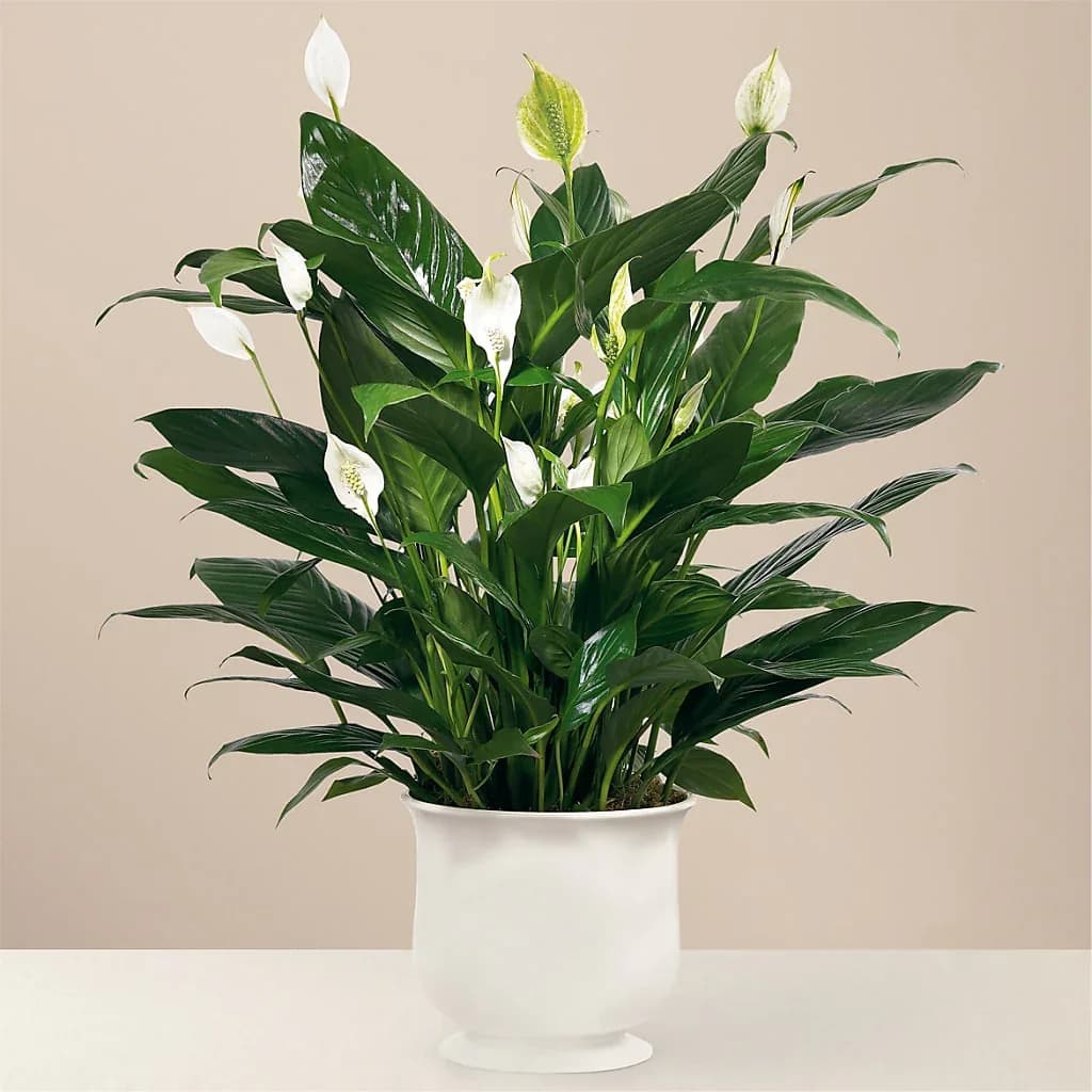 Comfort Planter - The Comfort Planter offers unspoken words of hope and peace during this time of loss and sadness. Our stylish and sophisticated white ceramic planter holds an elegant 6&quot; peace lily plant, which exhibits brilliant white tear-shaped blooms amongst dark green foliage for a simply beautiful effect.  Details 6&quot; plant  Bloom Details Lily