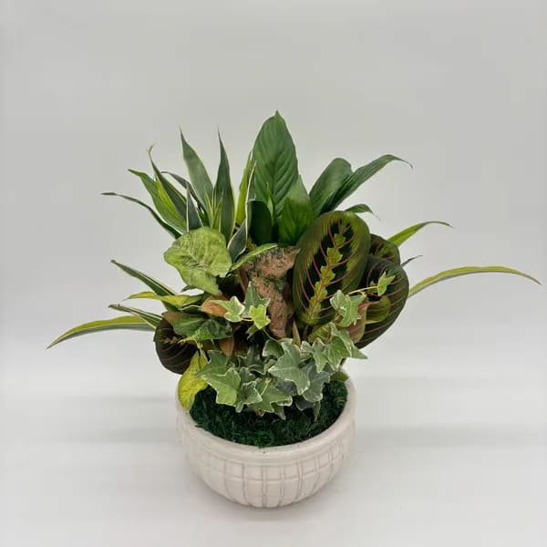 Dish Garden 8" Dish Garden 8" - Dish Garden in 8" Ceramic Dish, between 12"-15" tall. Dish can vary in color, call shop if there is a specific color wanted!