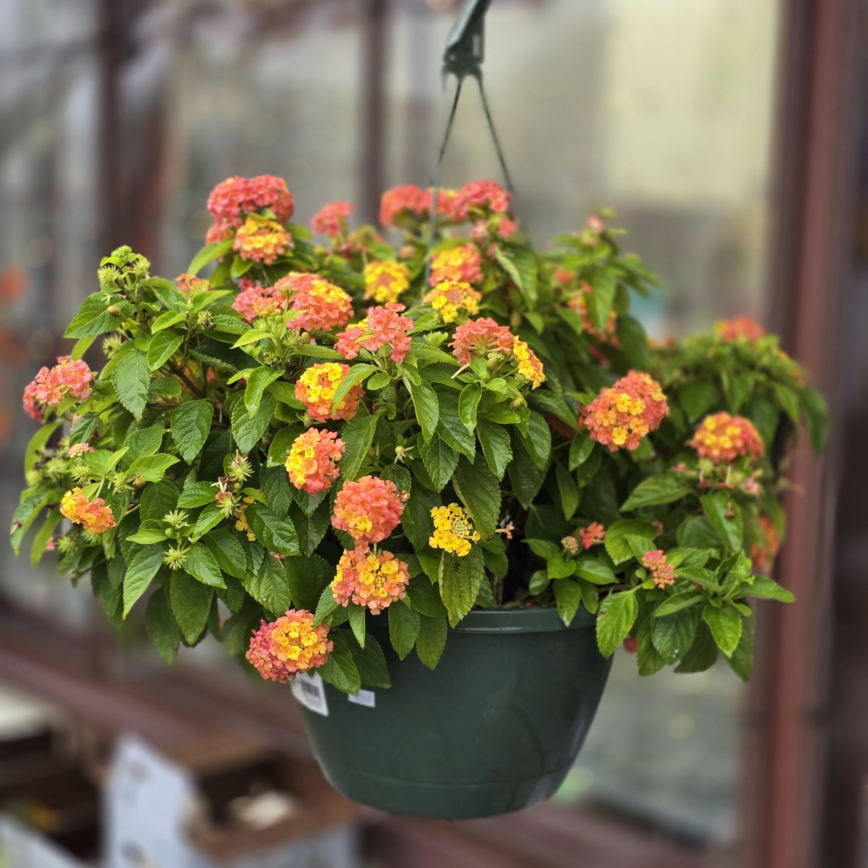 Hanging Basket- Annual - Get your plant lover a beautiful annual hanging basket for their patio or their yard!