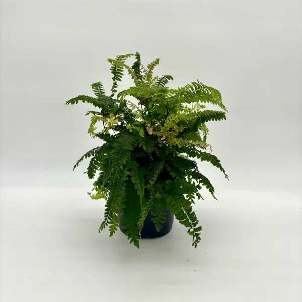 Fern Maidenhair Fern Maidenhair - Perfect 6 inch house plant for indoor or outdoor (when fear of frost is gone). Great for summer patios and shade containers.