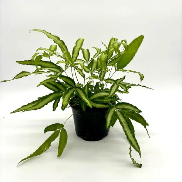 Fern Petris Silver Ribbon Fern Petris Silver Ribbon - Perfect 6 inch house plant for indoor or outdoor (when fear of frost is gone). Great for summer patios and shade containers.